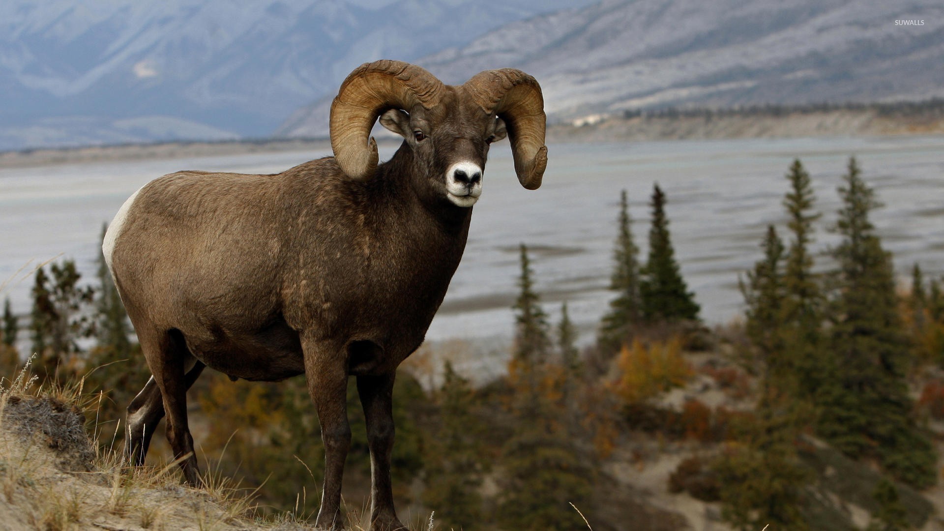 Bighorn Sheep Wallpaper Animal