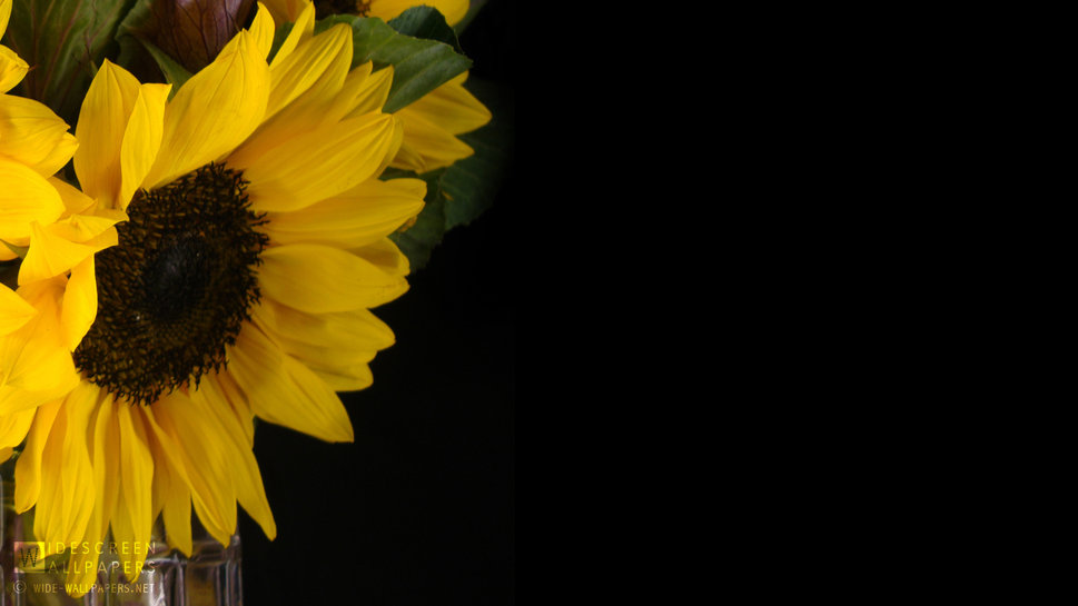 Sunflower In A Vase Wallpaper