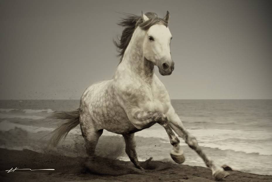 Horse On A Beach Horses Picture