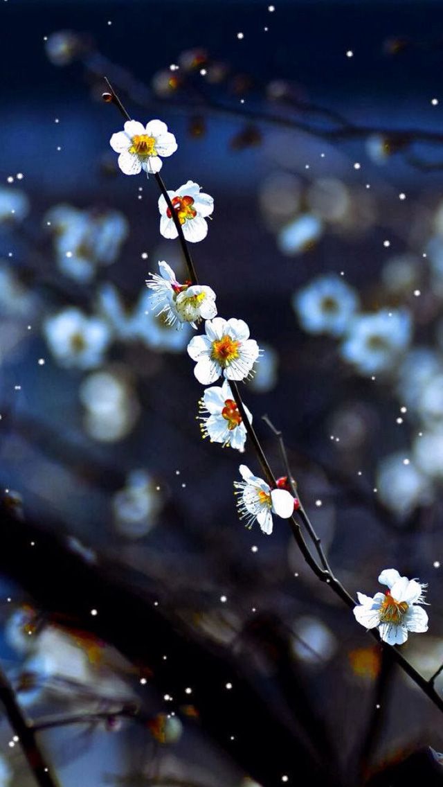 Plum Blossom iPhone Wallpaper Flower Background