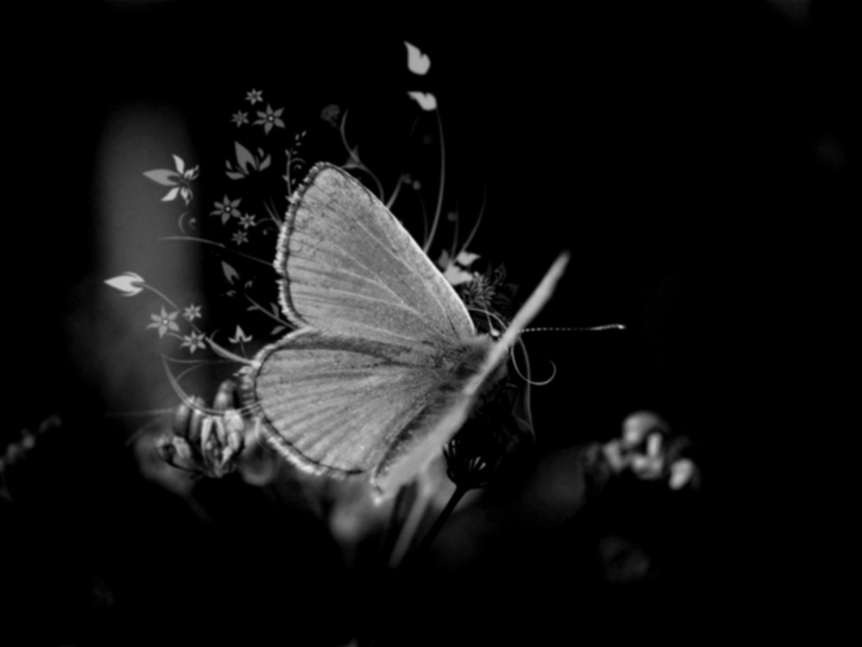 Бабочки на черном фоне Эстетика