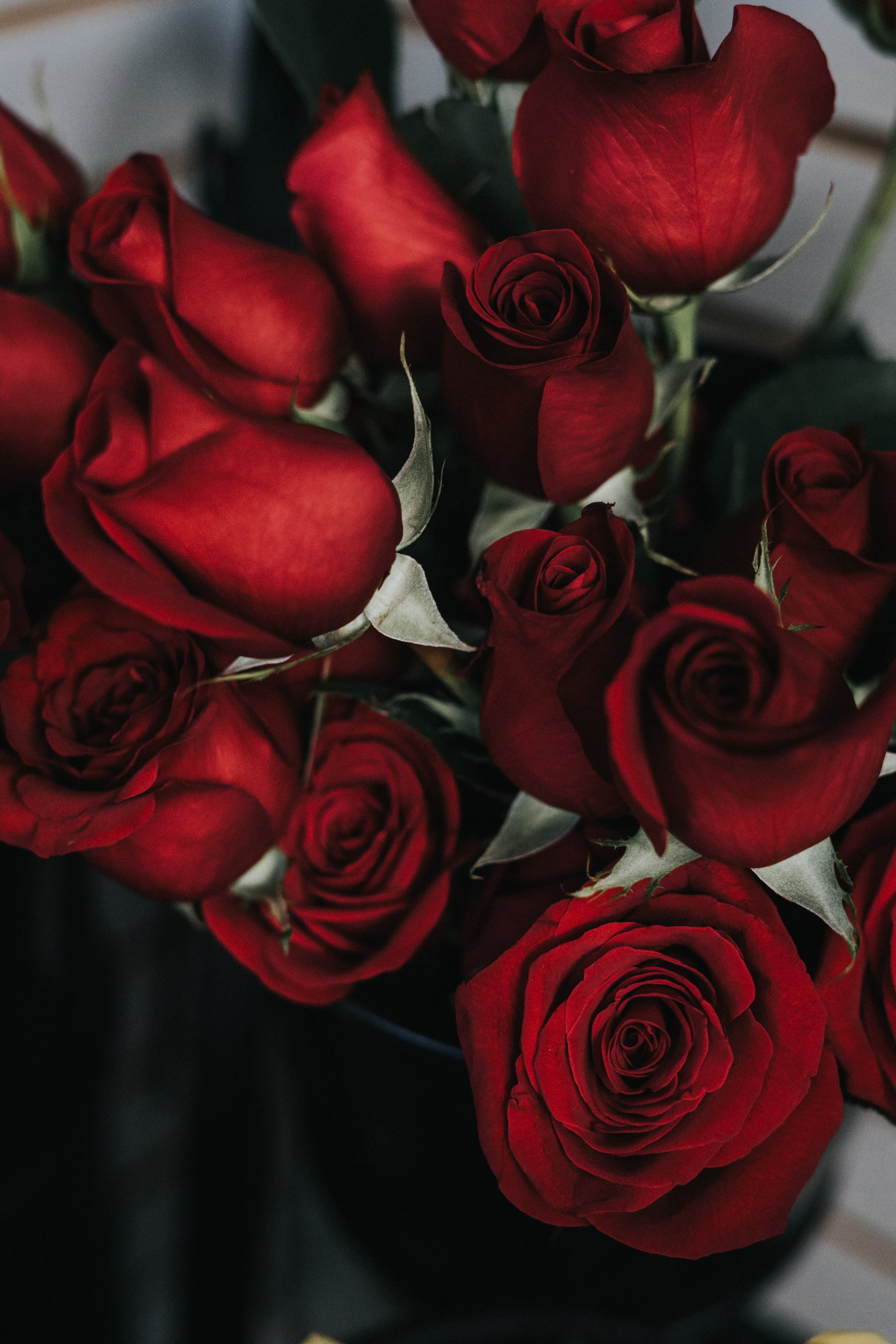 Red Roses iPhone Wallpaper The Dreamiest For