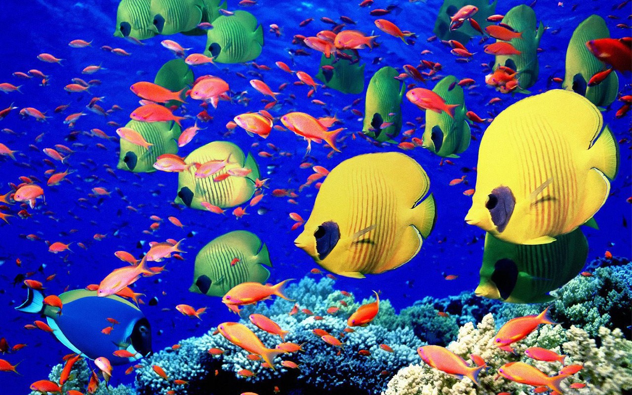 Fish Underwater Sea Wallpaper Full HD