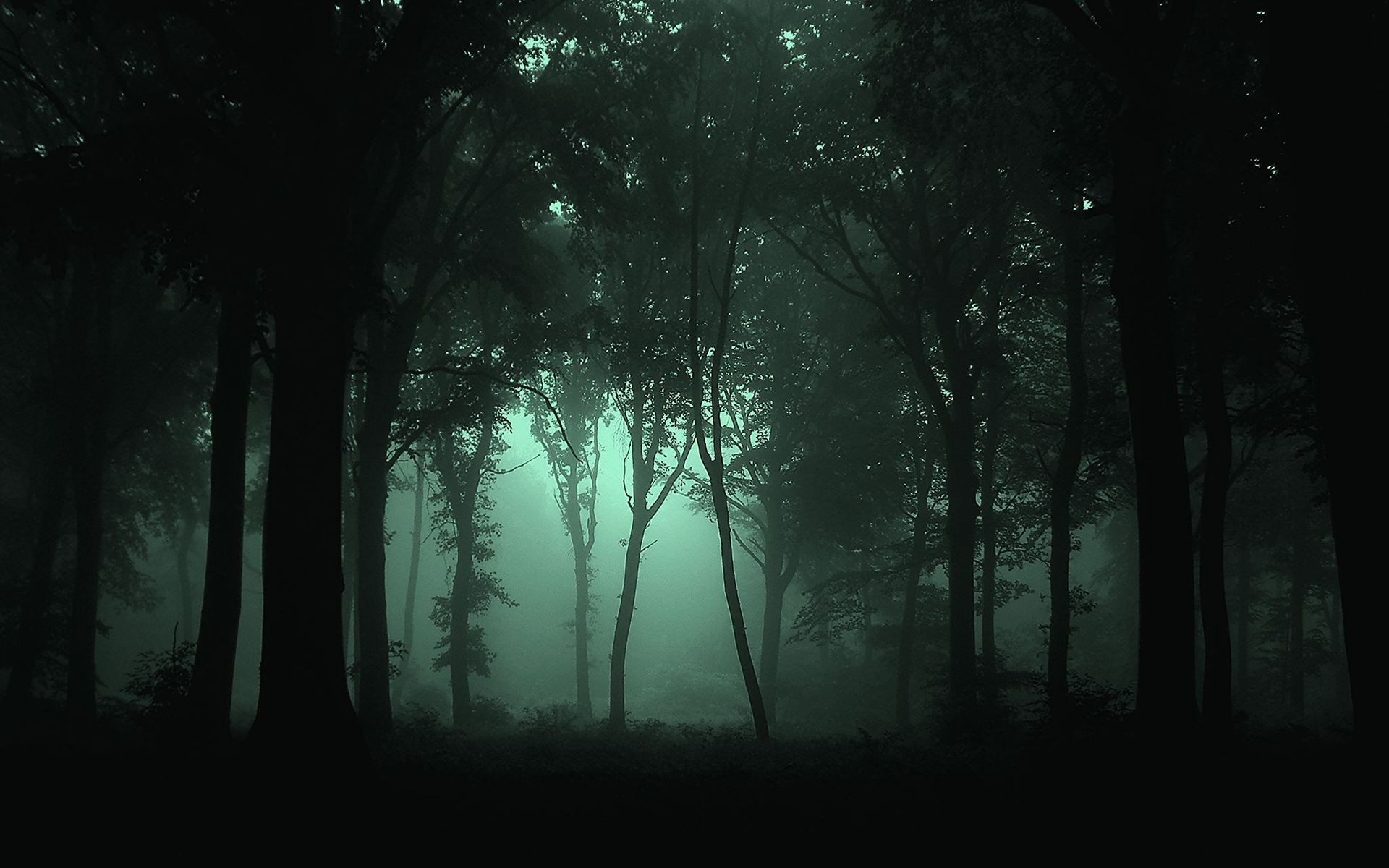 Landscapes Forest Fog Dark Wallpaper