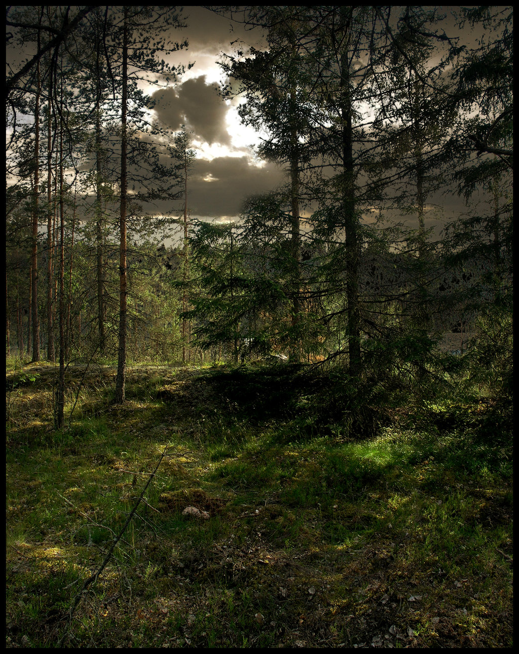 Background Woods By Eirian Stock