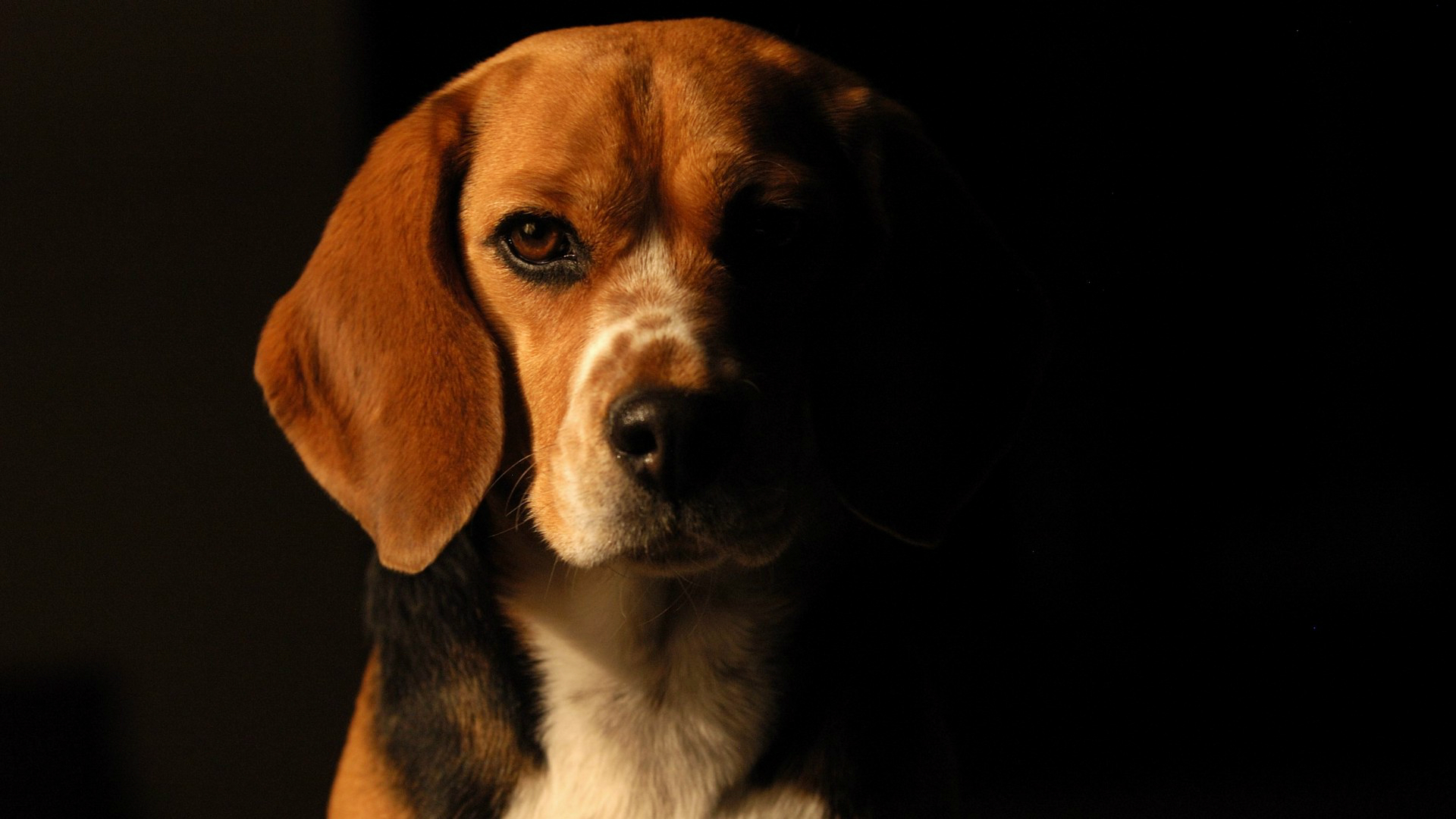 Wallpaper Beagle Puter