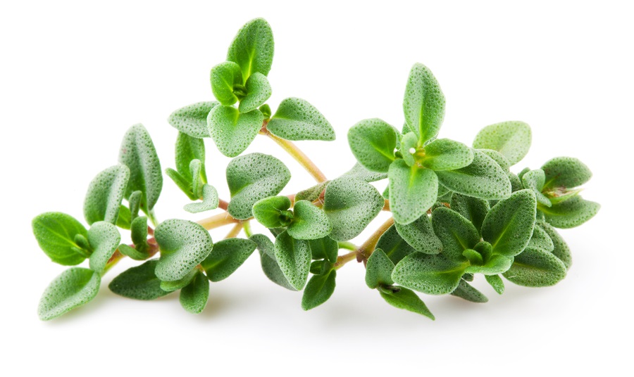 Study Finds Thyme Essential Oil Beats Ibuprofen For Pain Relief