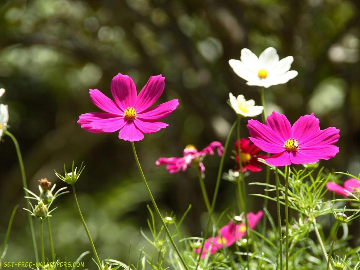 Pink And White Flowers Wallpaper