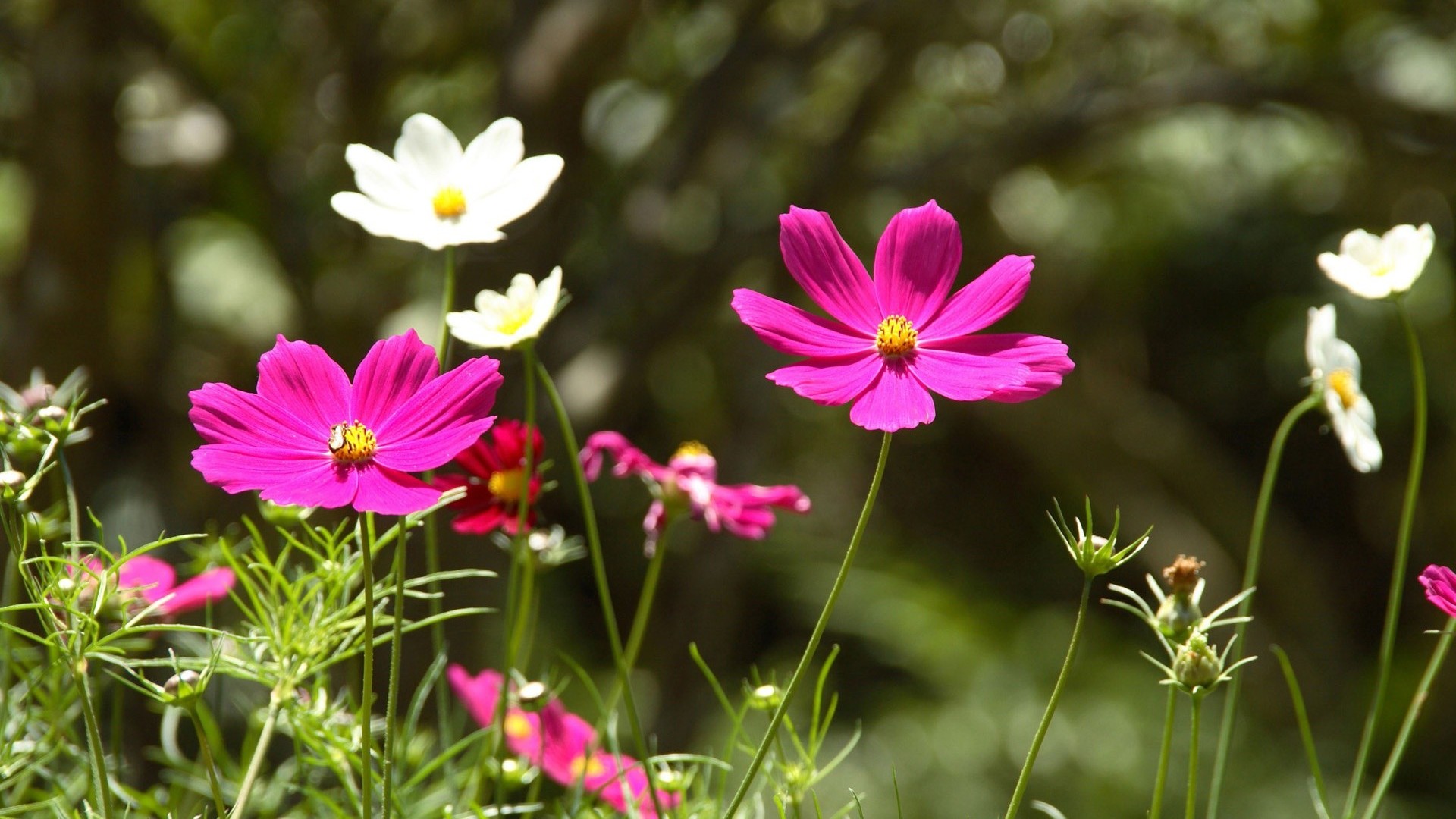 White And Pink Cosmos Wallpaper