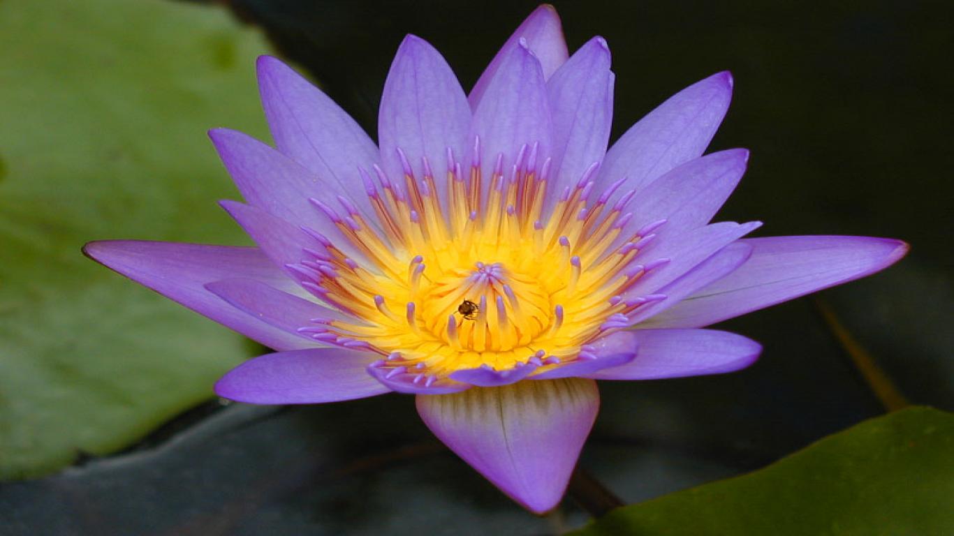 Lotus Flowers Flower HD Wallpaper Image Pictures Tattoos And