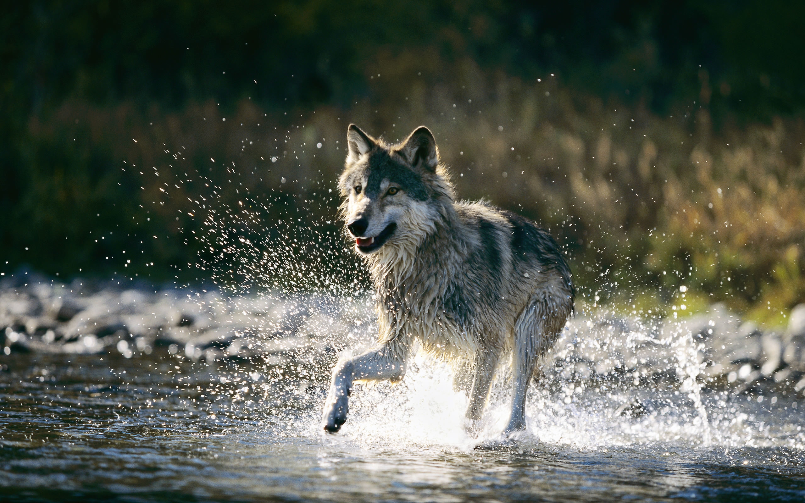 Wolf Running In Water HD Wallpaper 4k 5k