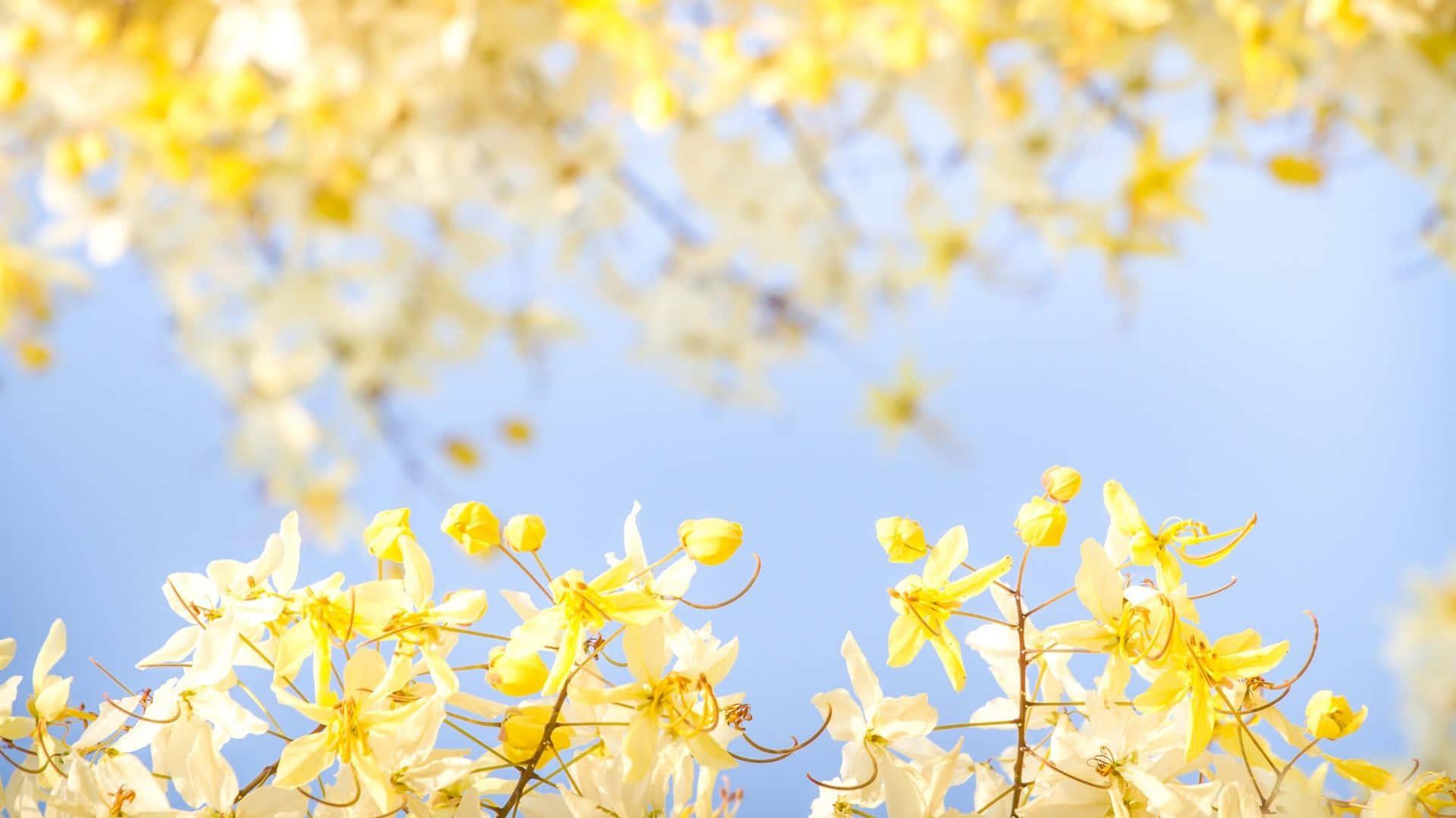 A Tree With Yellow Flowers Wallpaper