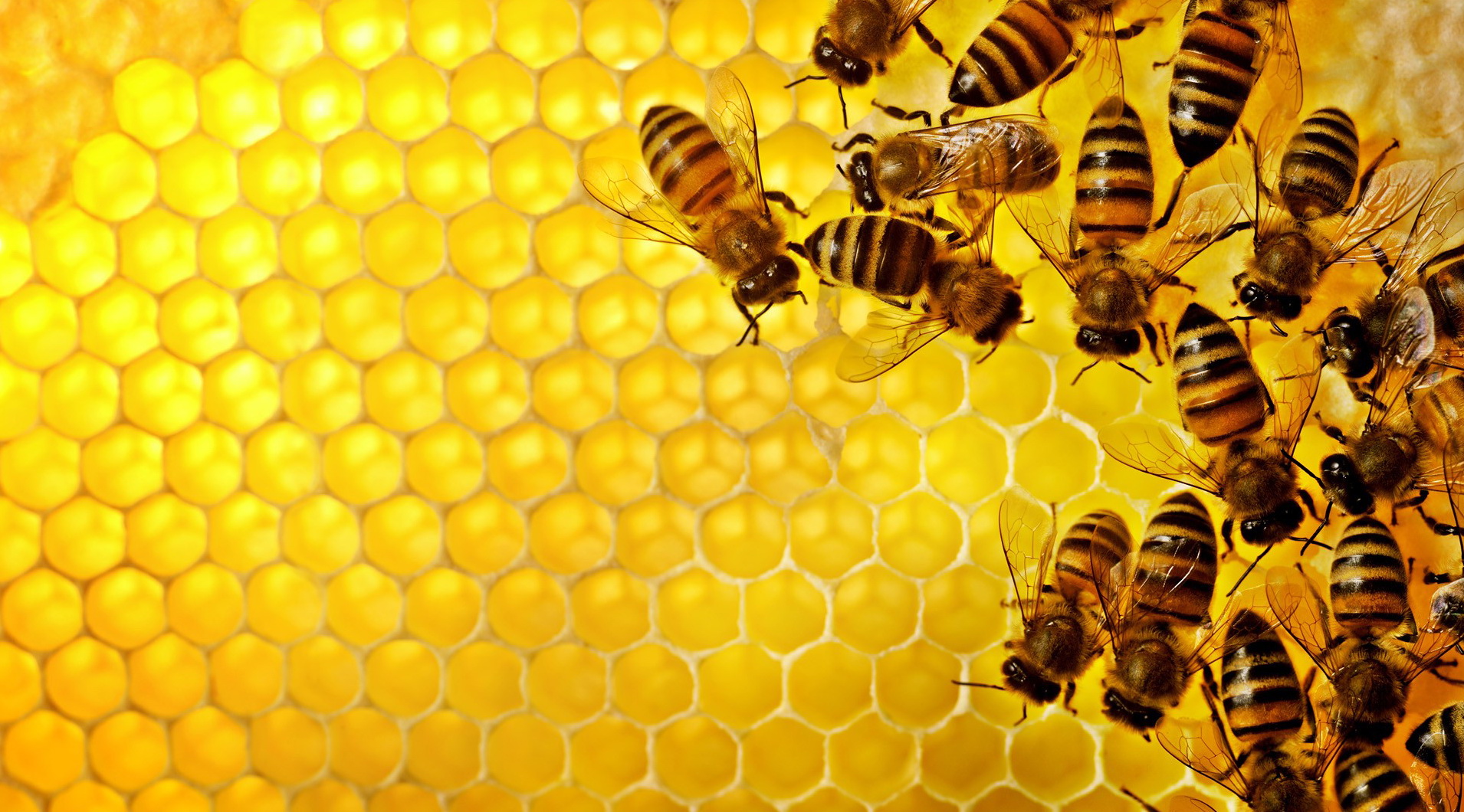 Honey Bee Desktop Wallpaper For