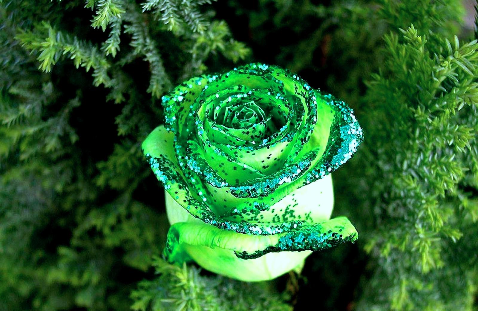 Green Rose Wallpaper HD Pictures Live Hq