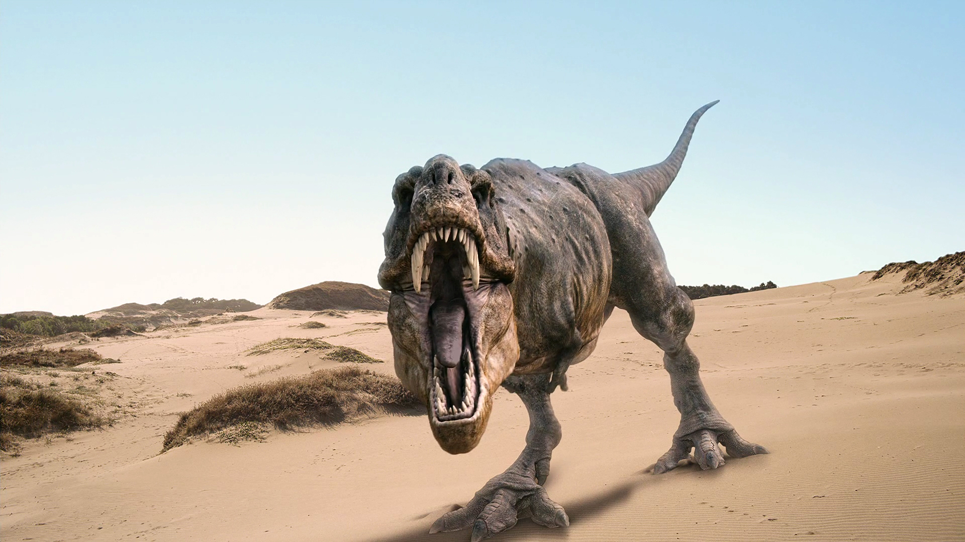 HD Wallpaper Tyrannosaurus Rex