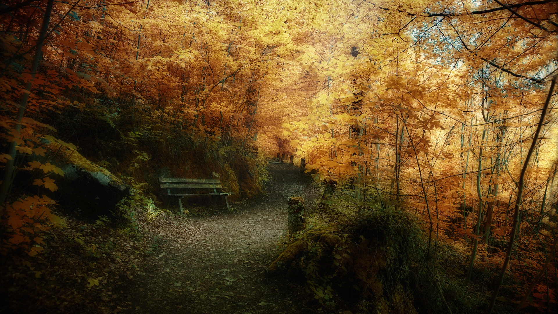Wallpaper Superb Autumn Forest Landscape