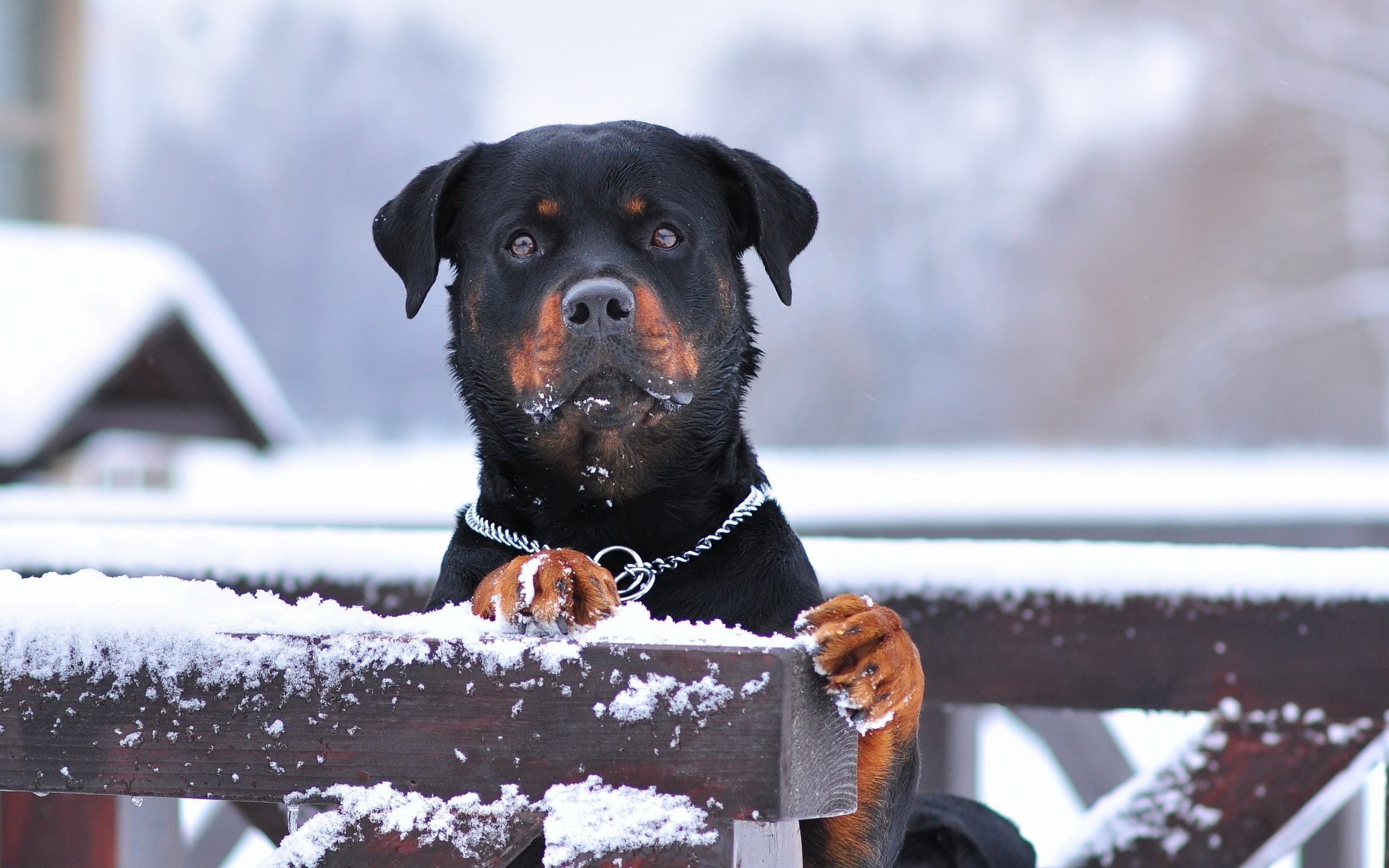 Rottweiler Wallpaper Top Background