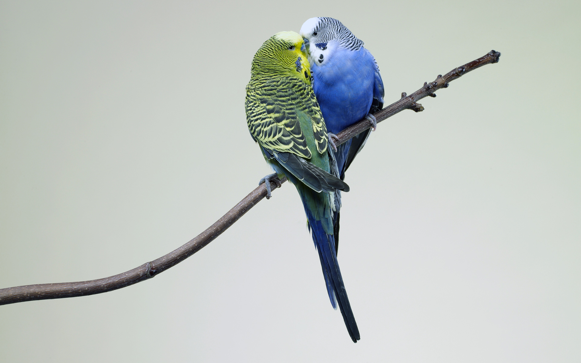 Cool Budgie Background Superb Wallpaper