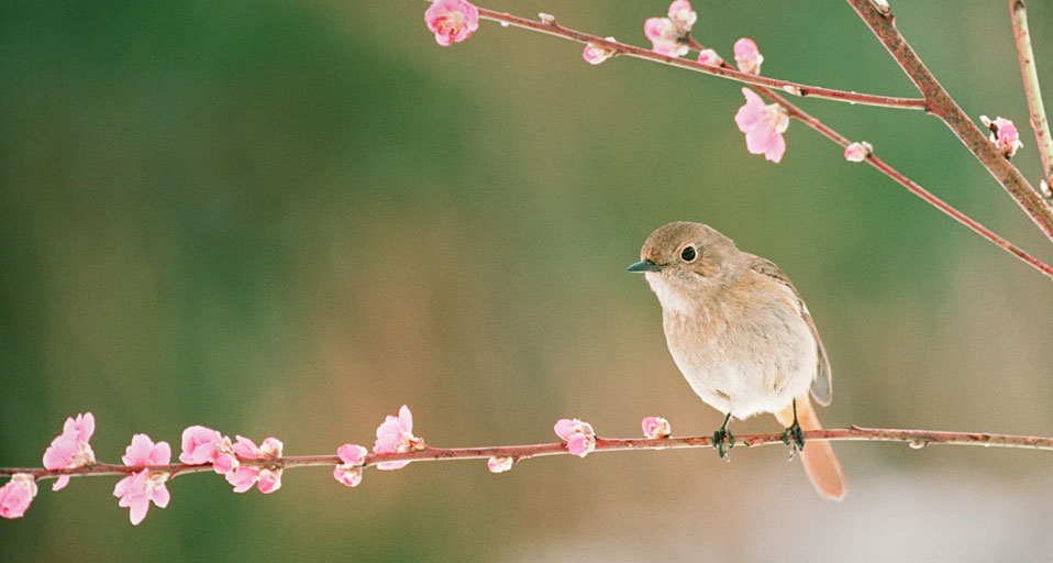 Bing Images   Peach Flowers   Tohoku Color