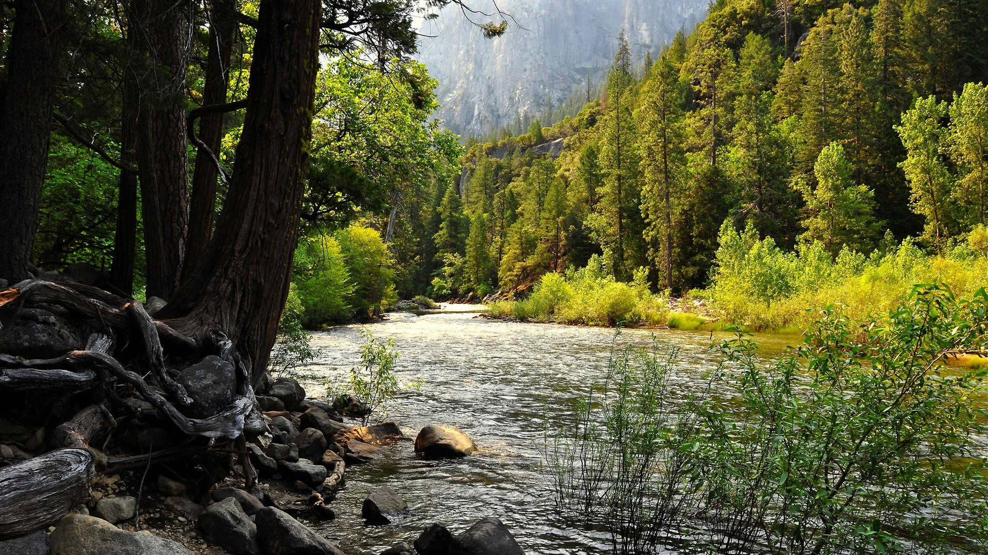 Wallpaper Forest Background Desktop Nature
