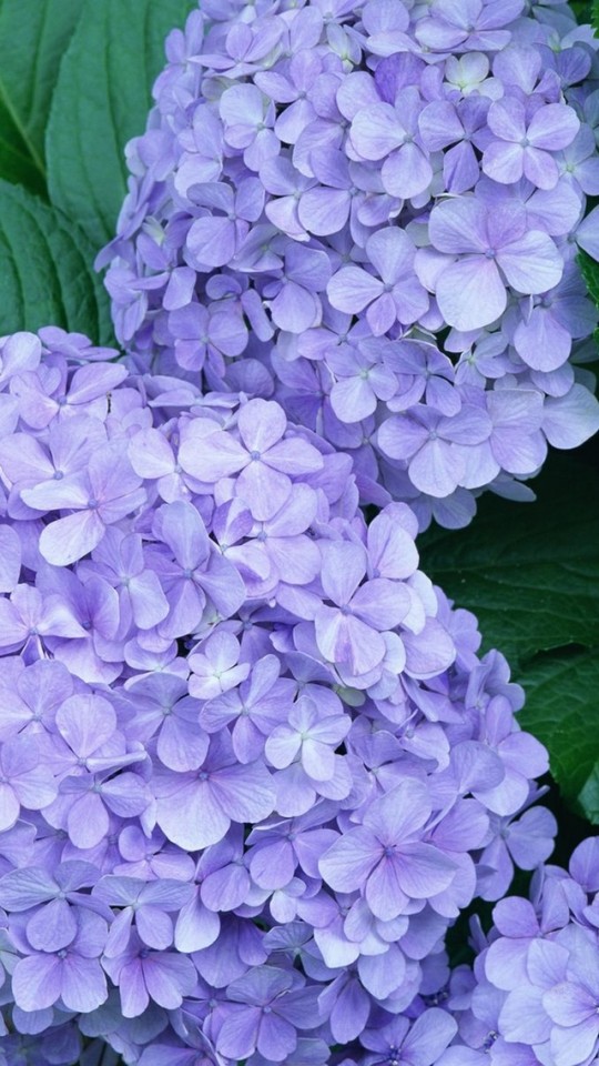 Purple Flower Wallpaper For iPhone Weddingdressin