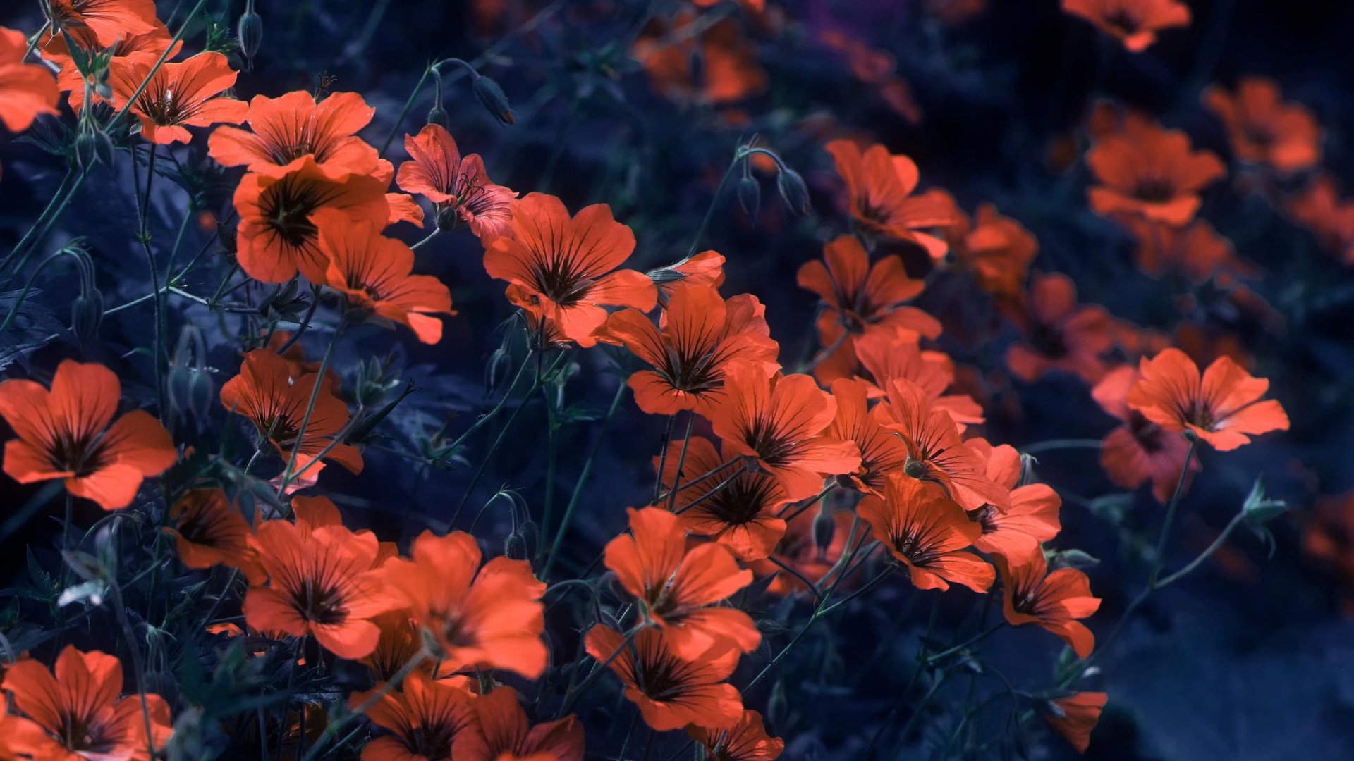 Outstanding Orange Aesthetic Wallpaper Desktop You Can Use It