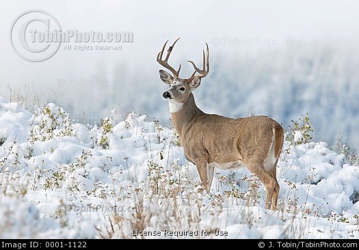 Stock Photo Photo of Whitetail Deer in Snow