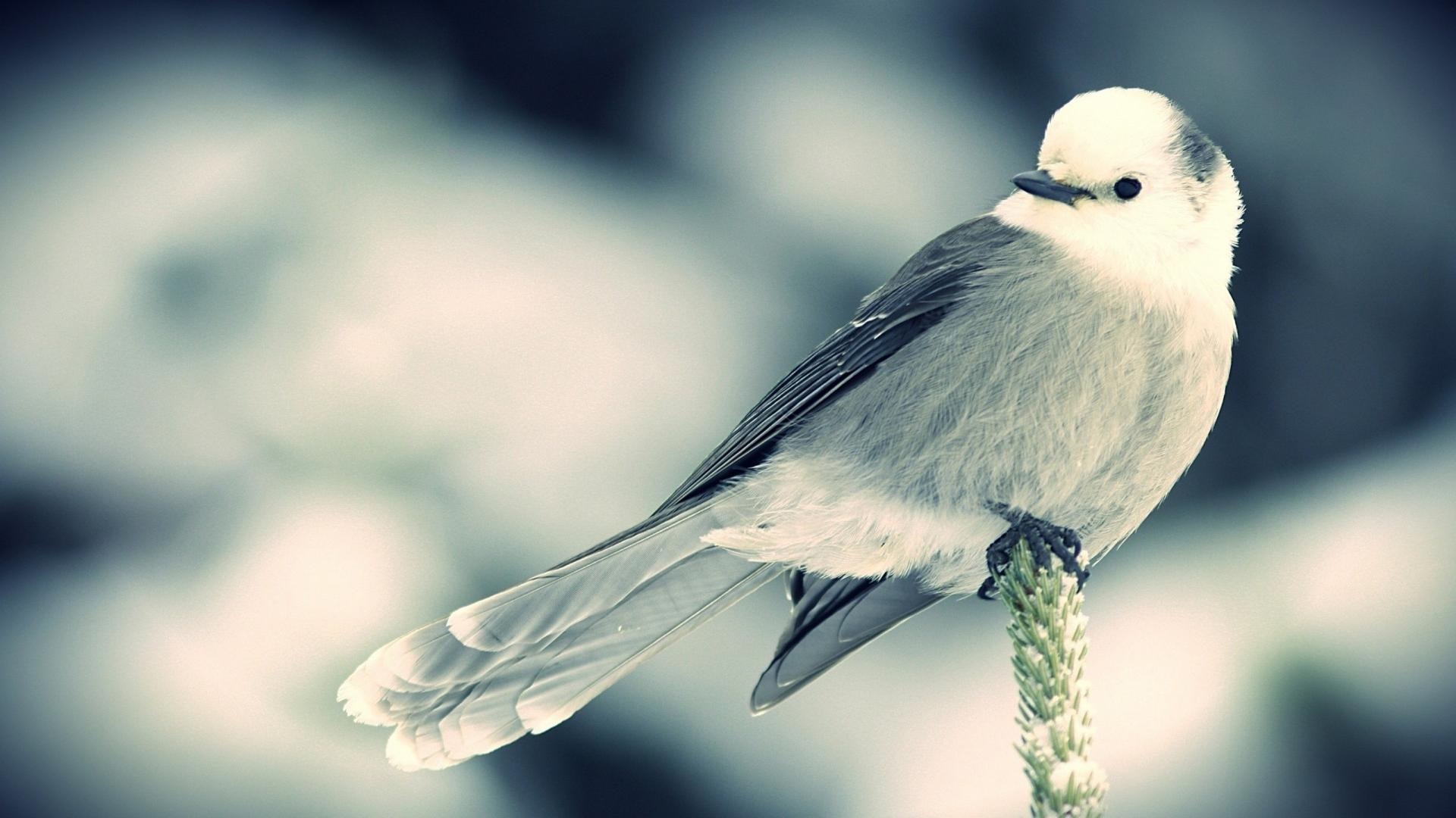 Beautiful Snow Bird On Branch Photos HD Wallpaper Image Pictures