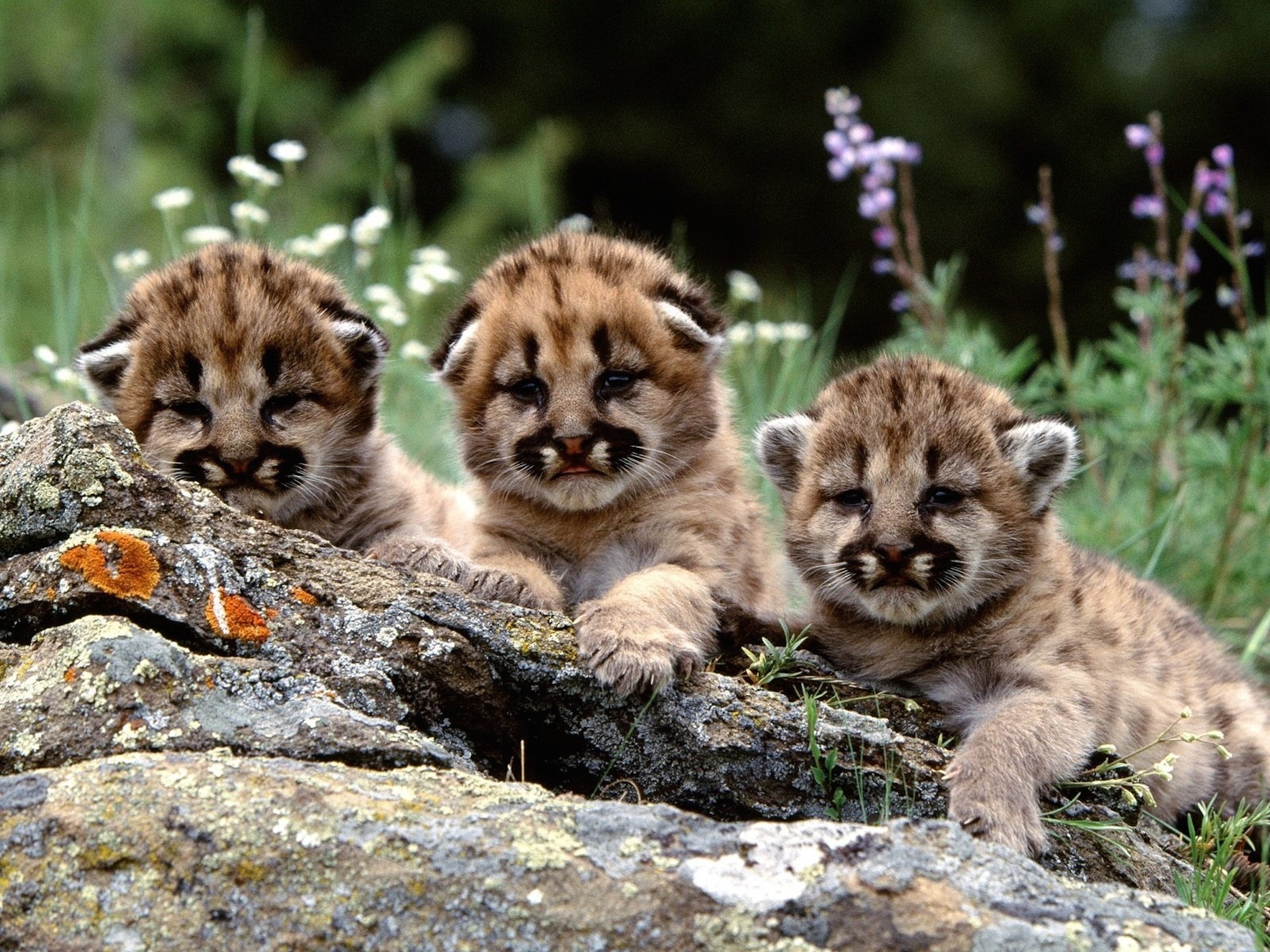 Cute Mountain Lion Cubs Wallpaper S