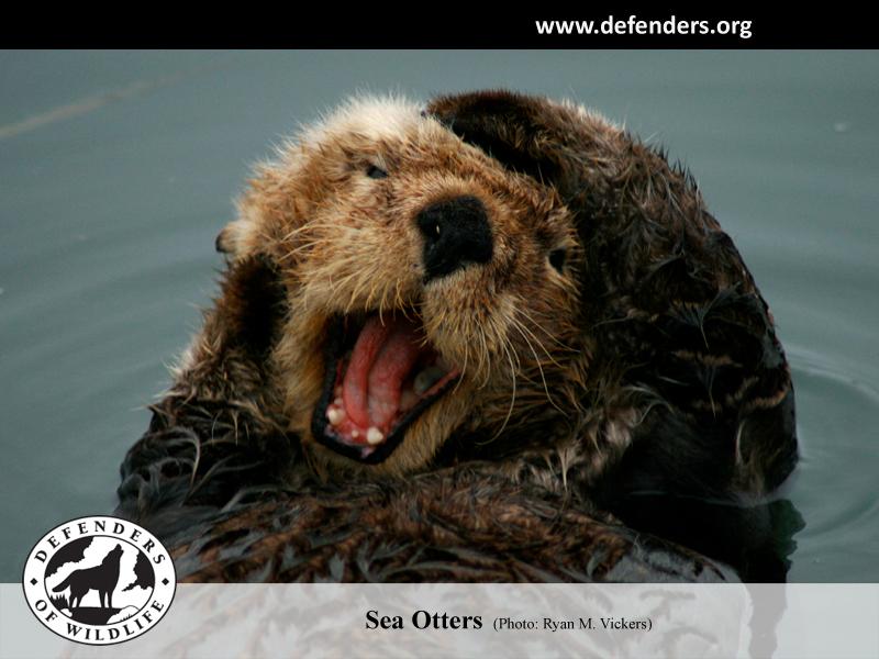 Sea Otters Wallpaper Otter