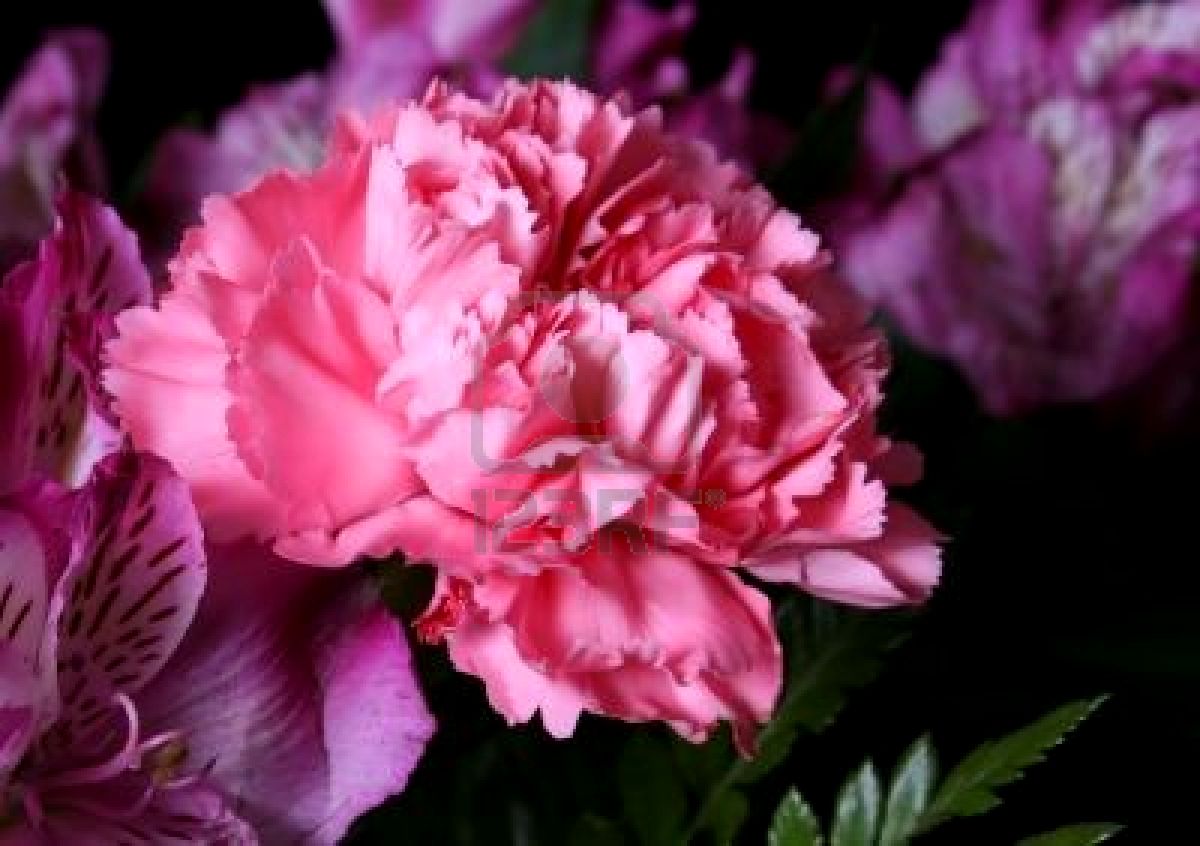 Pink Carnation Wallpaper