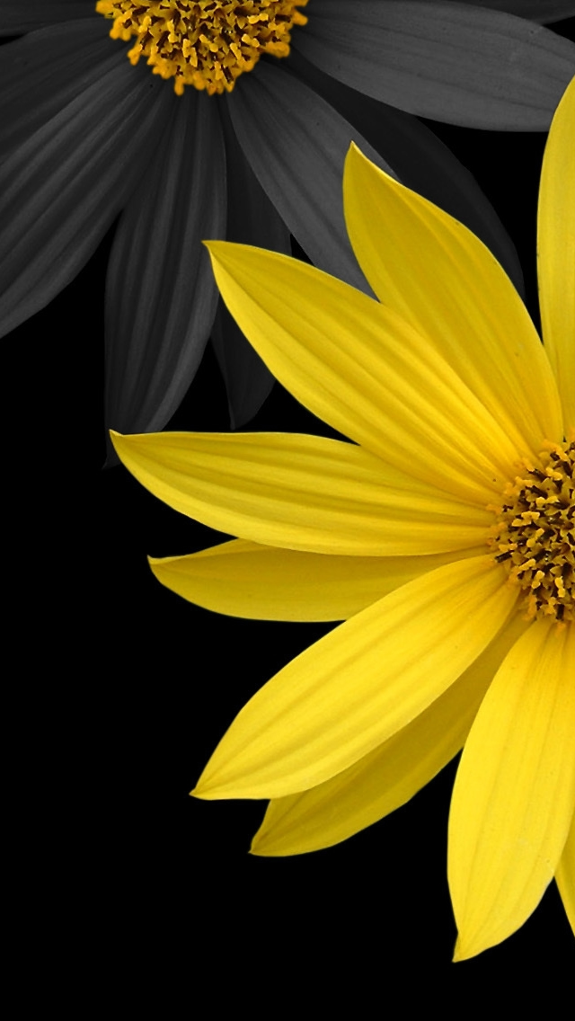 Simple Flower iPhone Wallpaper Tags Black Minimalistic