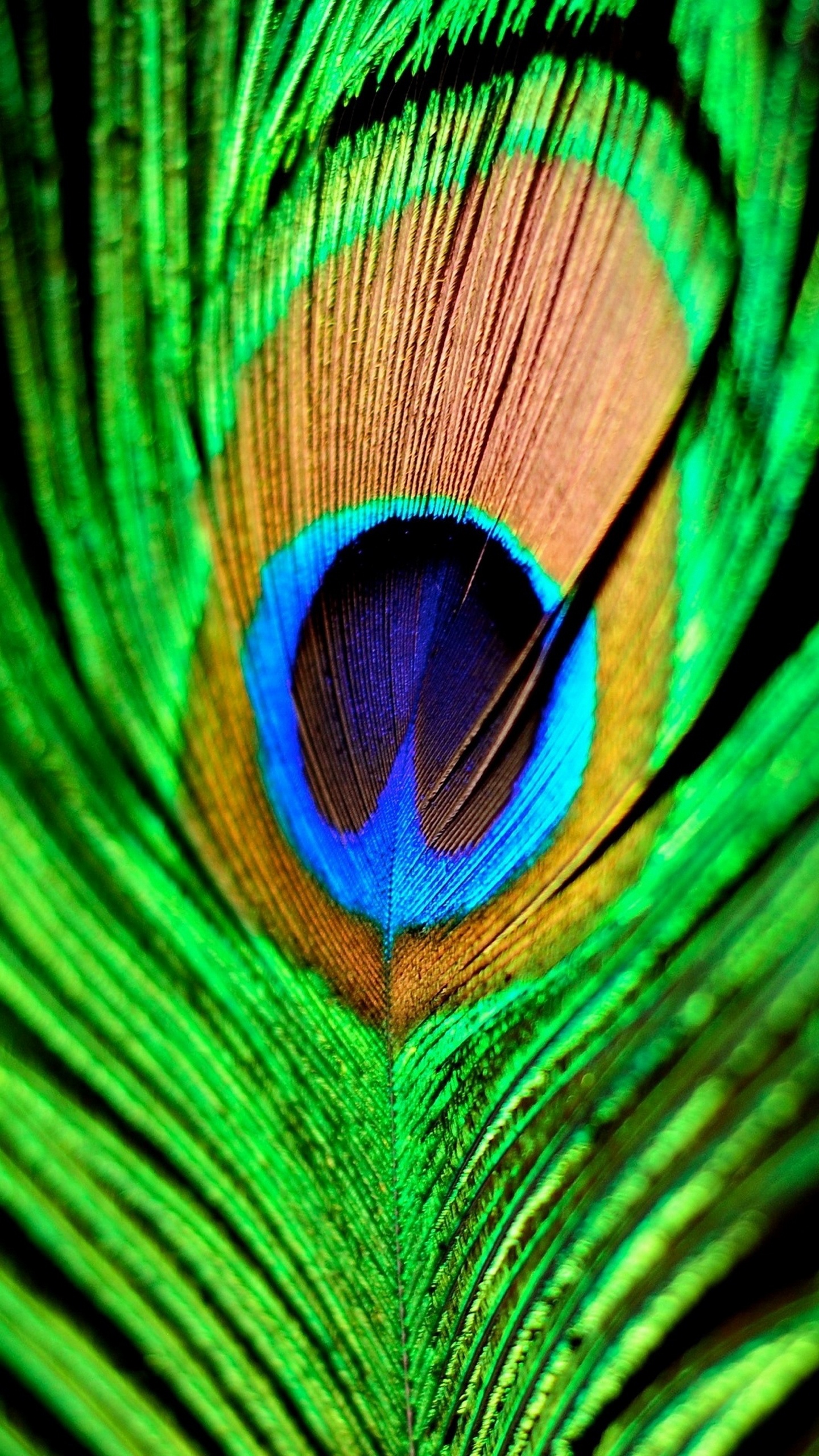 Quad HD Mobile Phone Wallpaper Peacock Feather