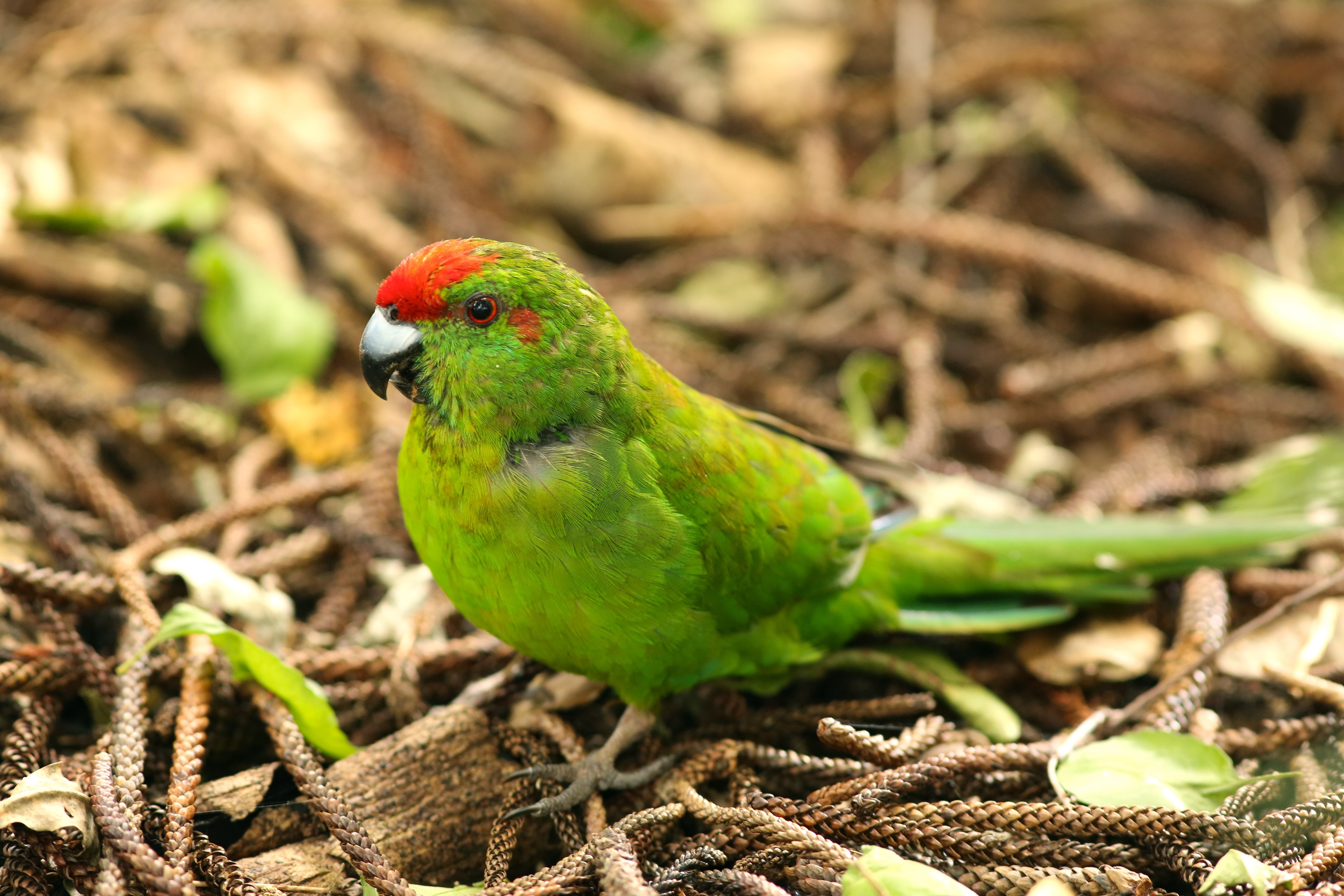 Bird iPhone Xr Animal Wallpaper Parrot Budgie Background