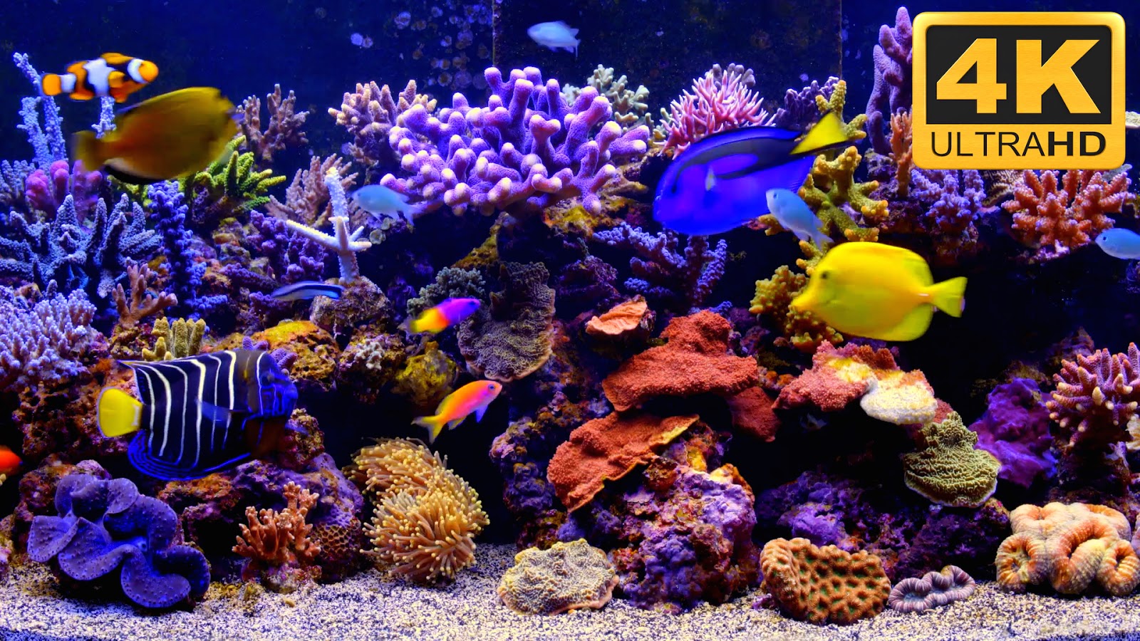 4k Aquarium Video As Desktop Wallpaper