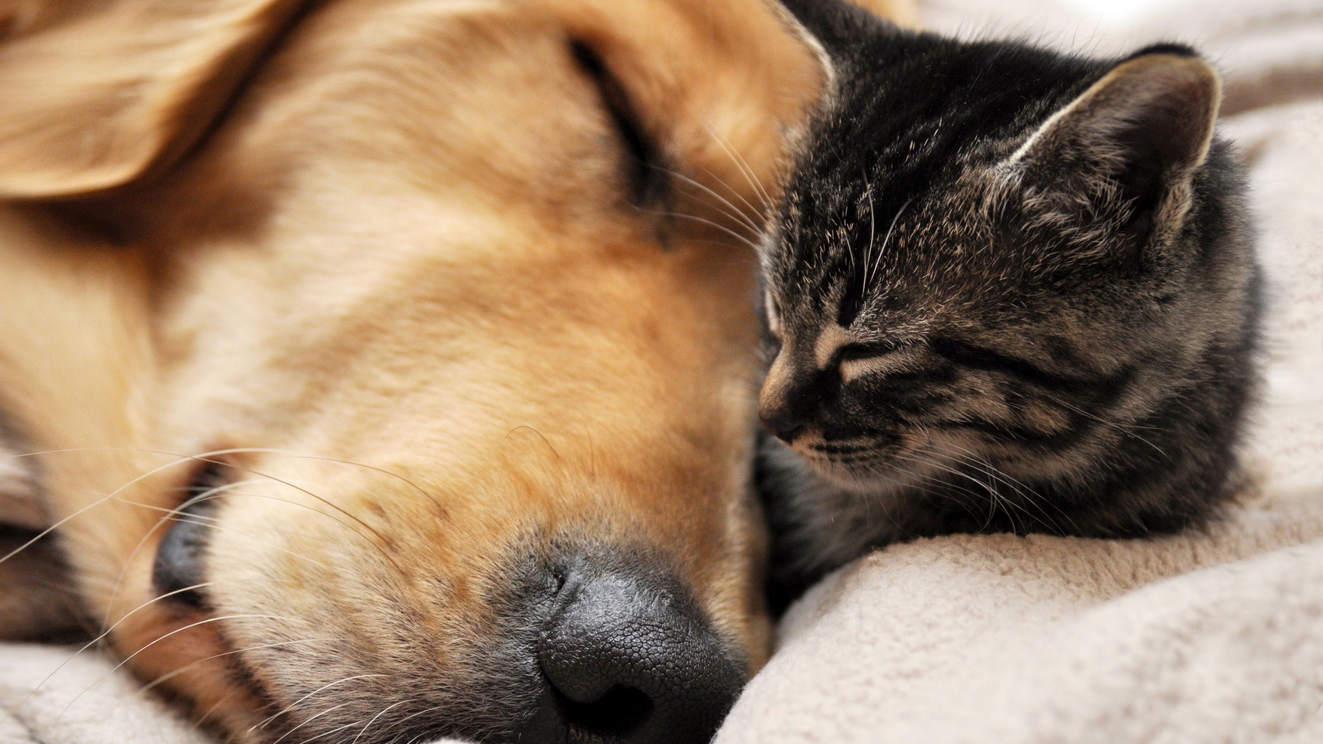Cat And Dog Napping Together Widescreen Wallpaper