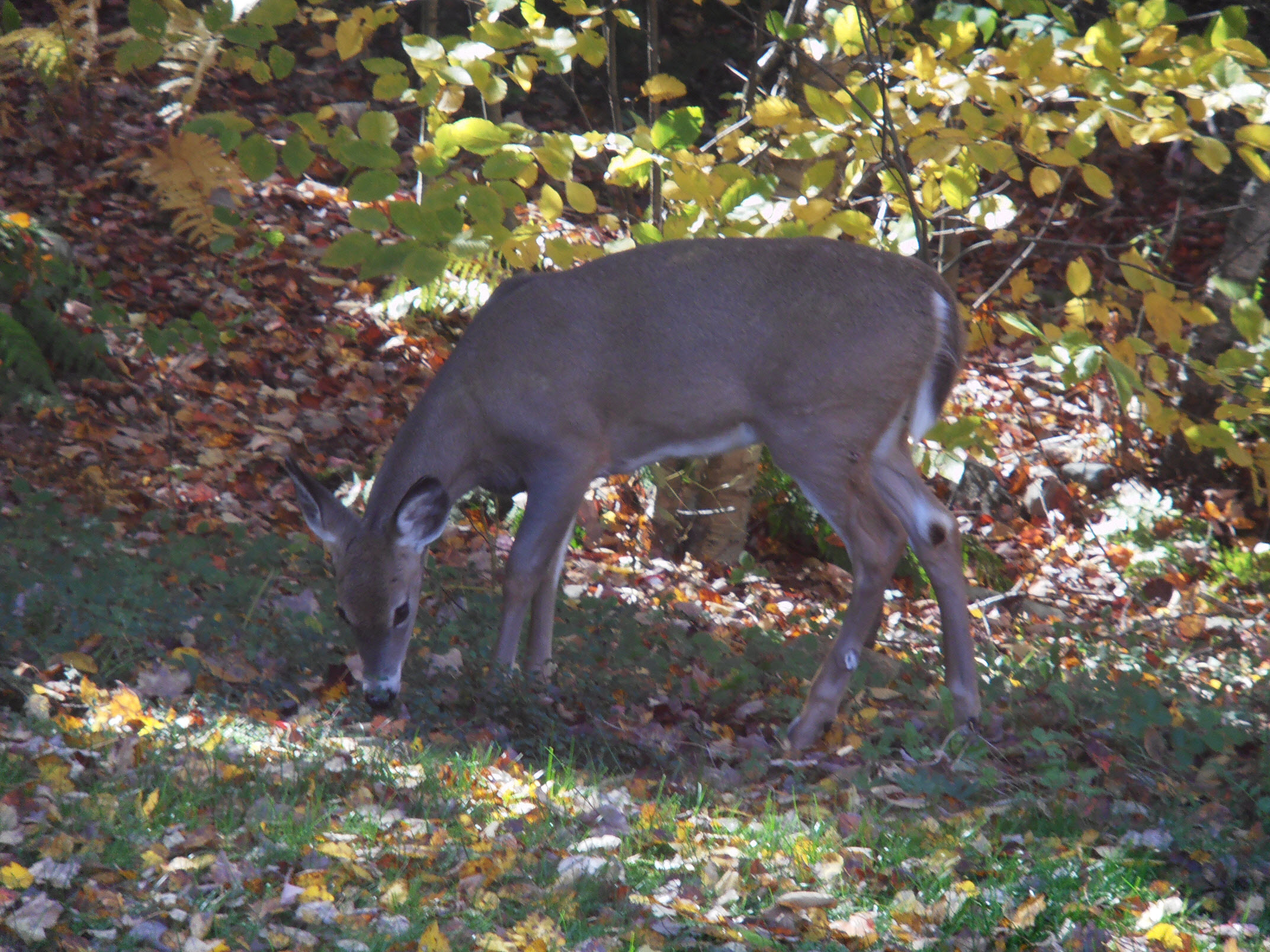 Wild Deer In Backyard Wallpaper Pin It