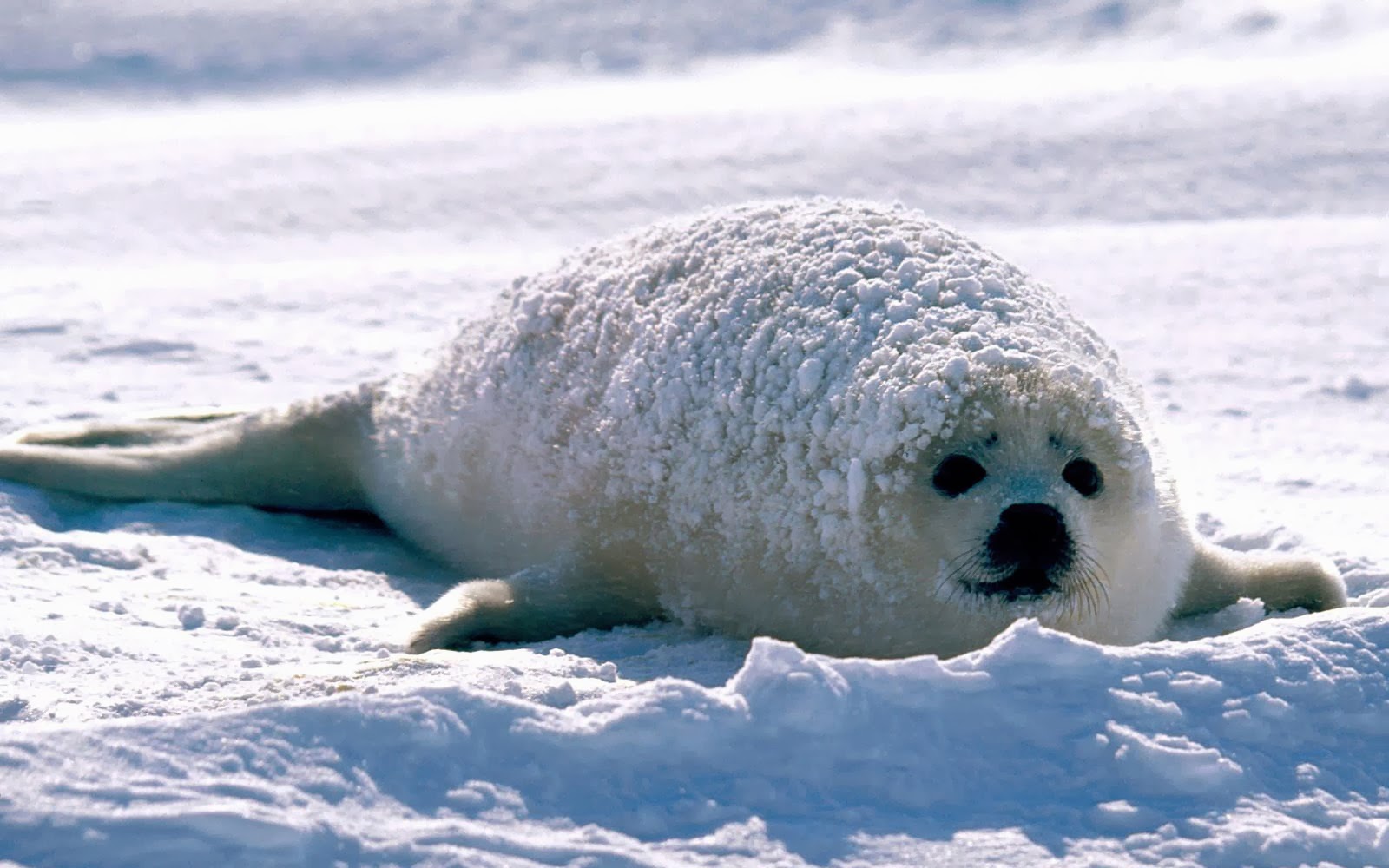 Tag Seal Wallpaper Background Photos Image Andpictures For