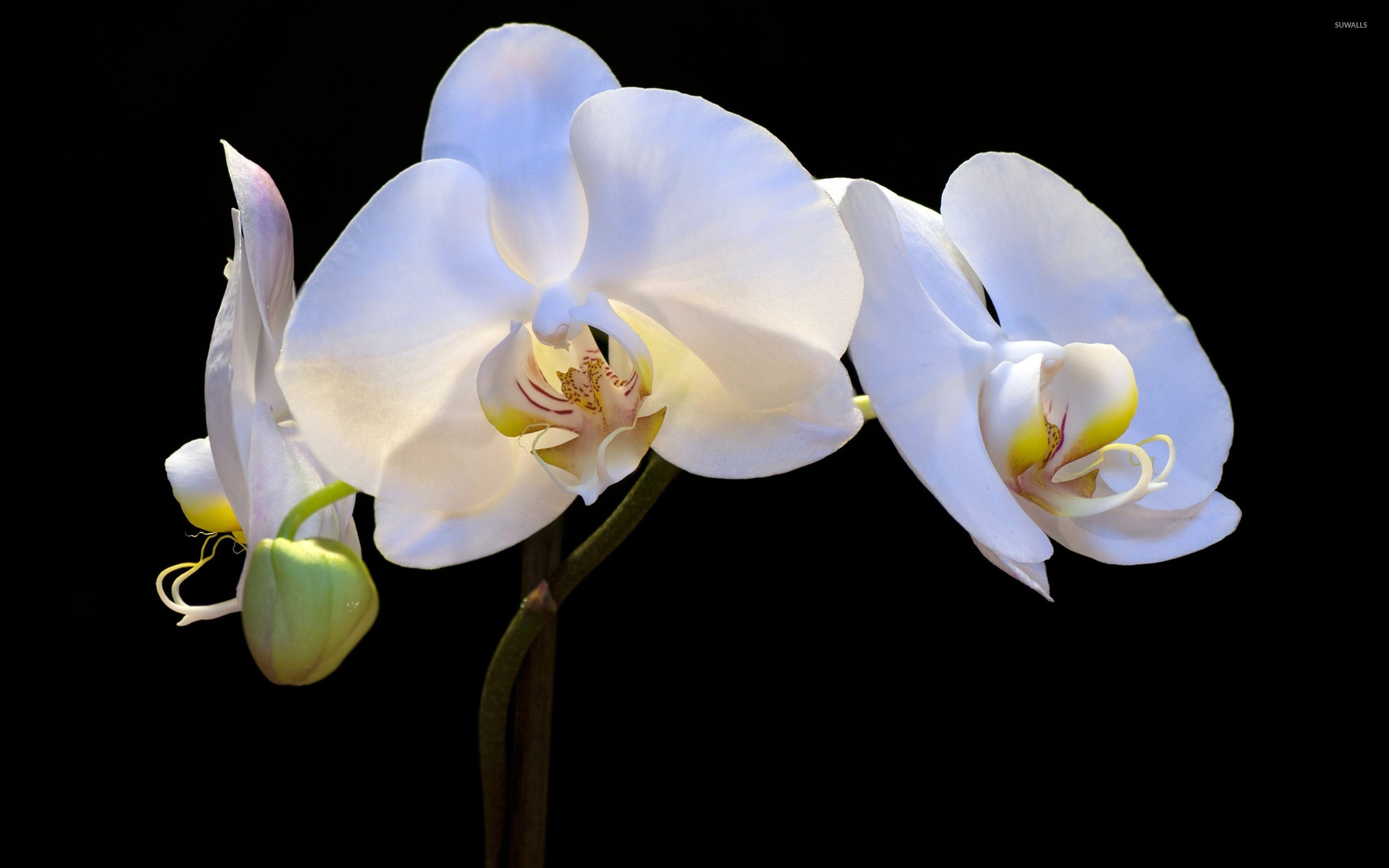 White Orchids Wallpaper Flower