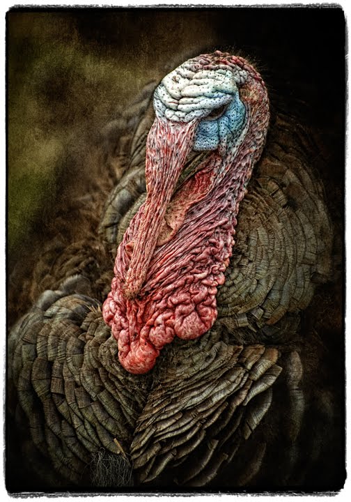 Big Turkey Top Quality Vultures Appear Black Forest