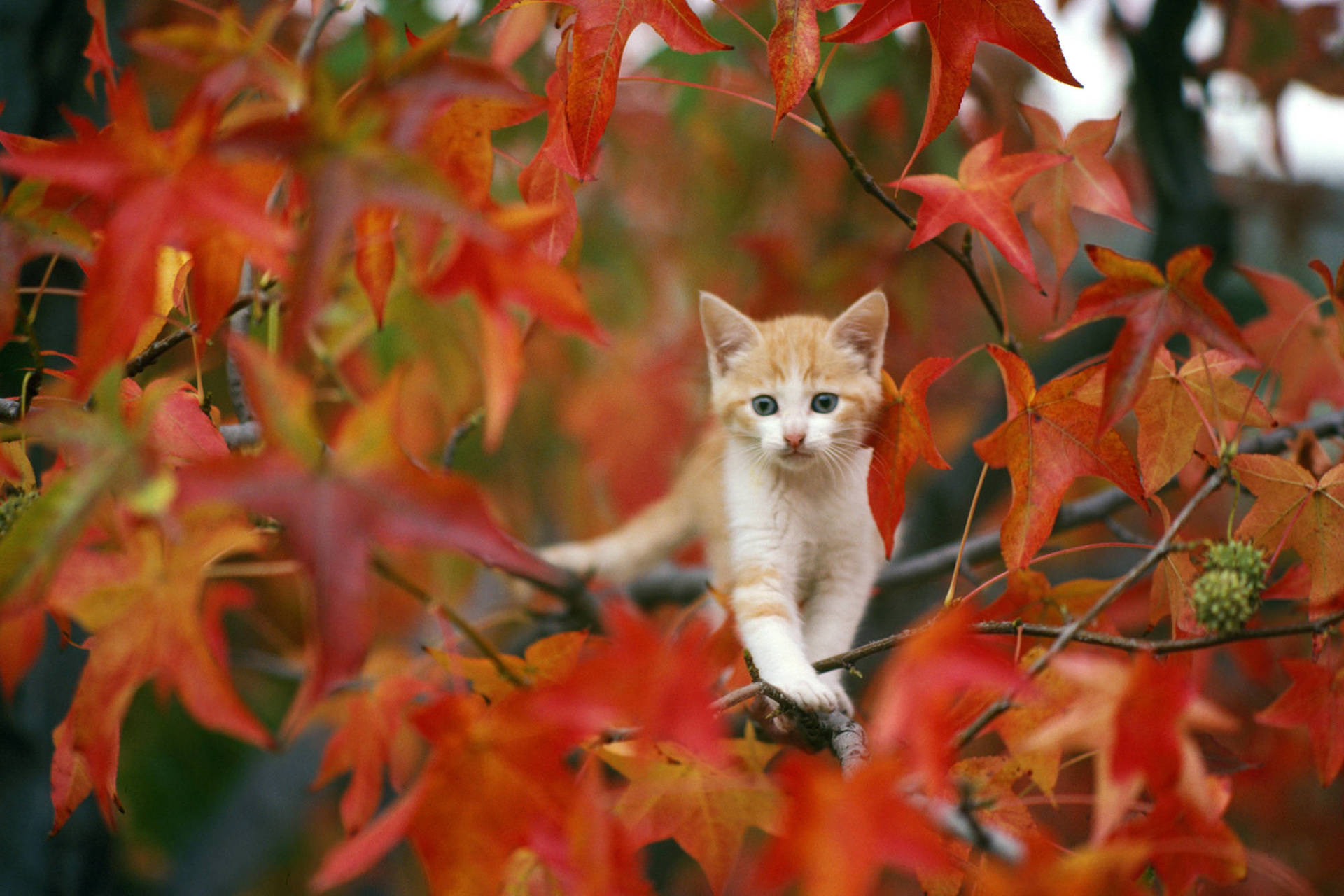 Cute Fall Jvtpabig3guzfotu Wallpaper
