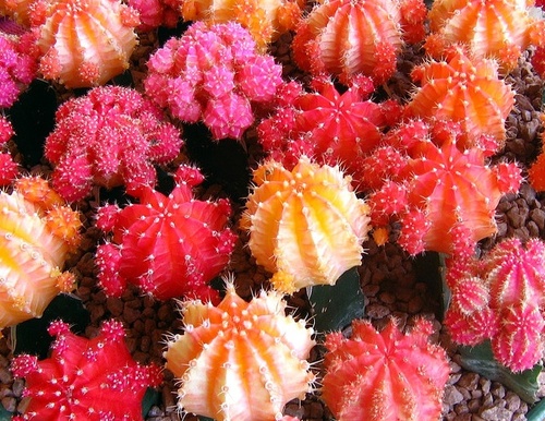 Coloured Cactus