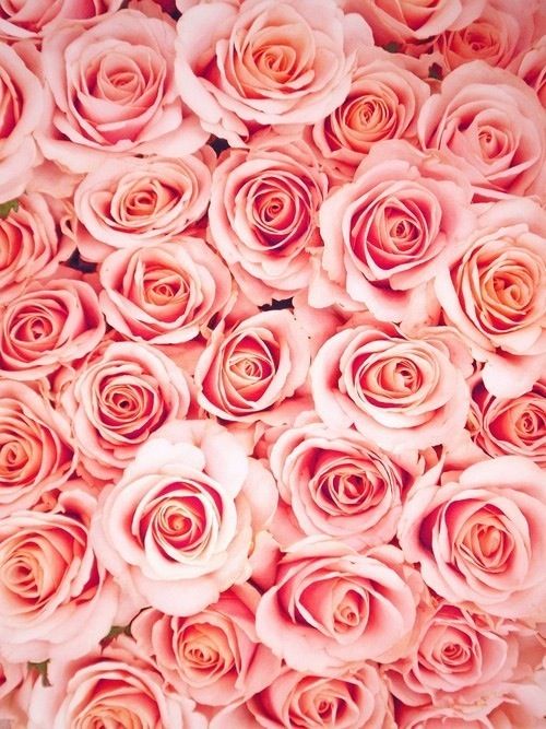 Pink Roses iPhone Wallpaper I P H O N E W A L R Pinter