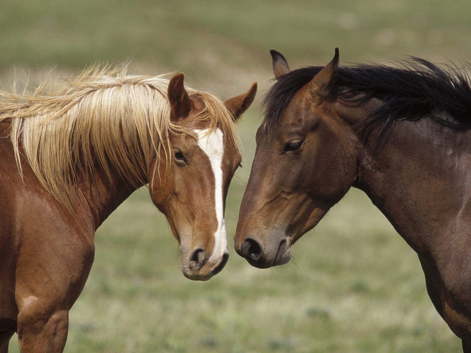 Two horses nuzzling in a field, a heartwarming display of equine affection