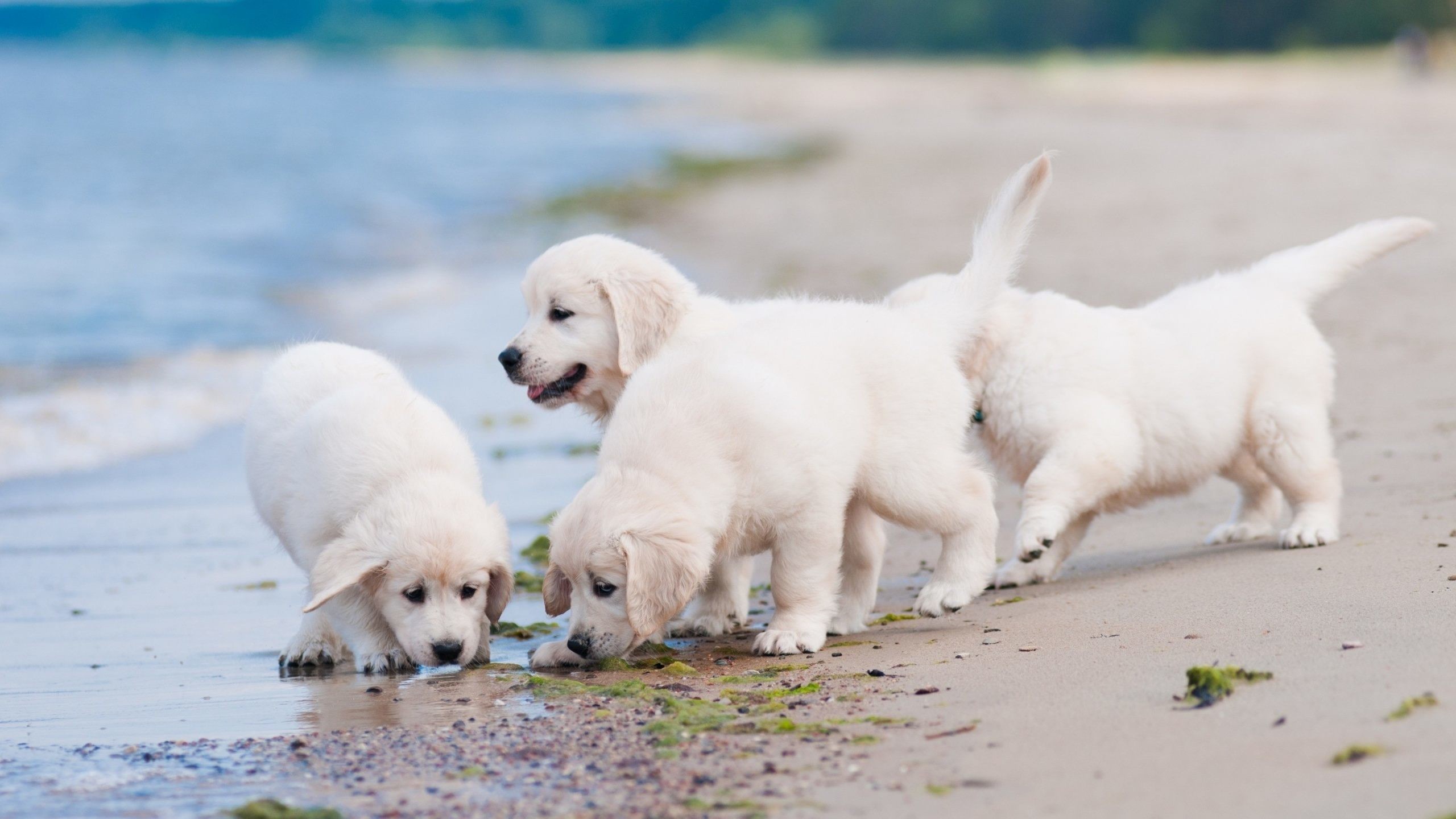 Four Adorable White Golden Retriever Puppies Exploring a Sandy Beach