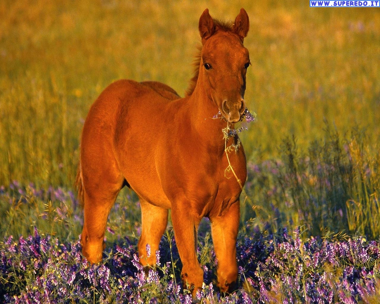Immagini Cavalli In Alta Definizione HD