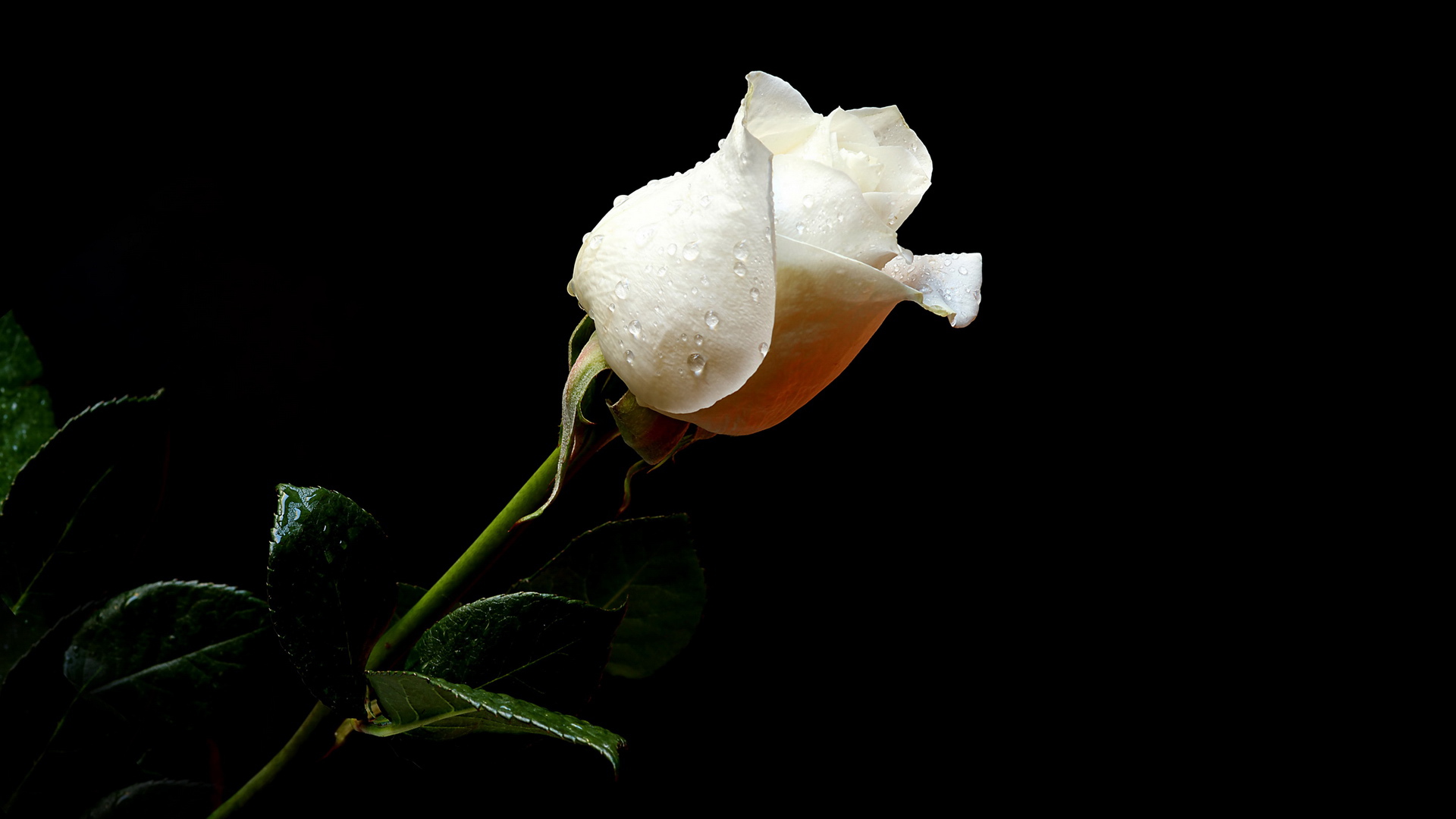 Wet white rose on a black background wallpapers and images