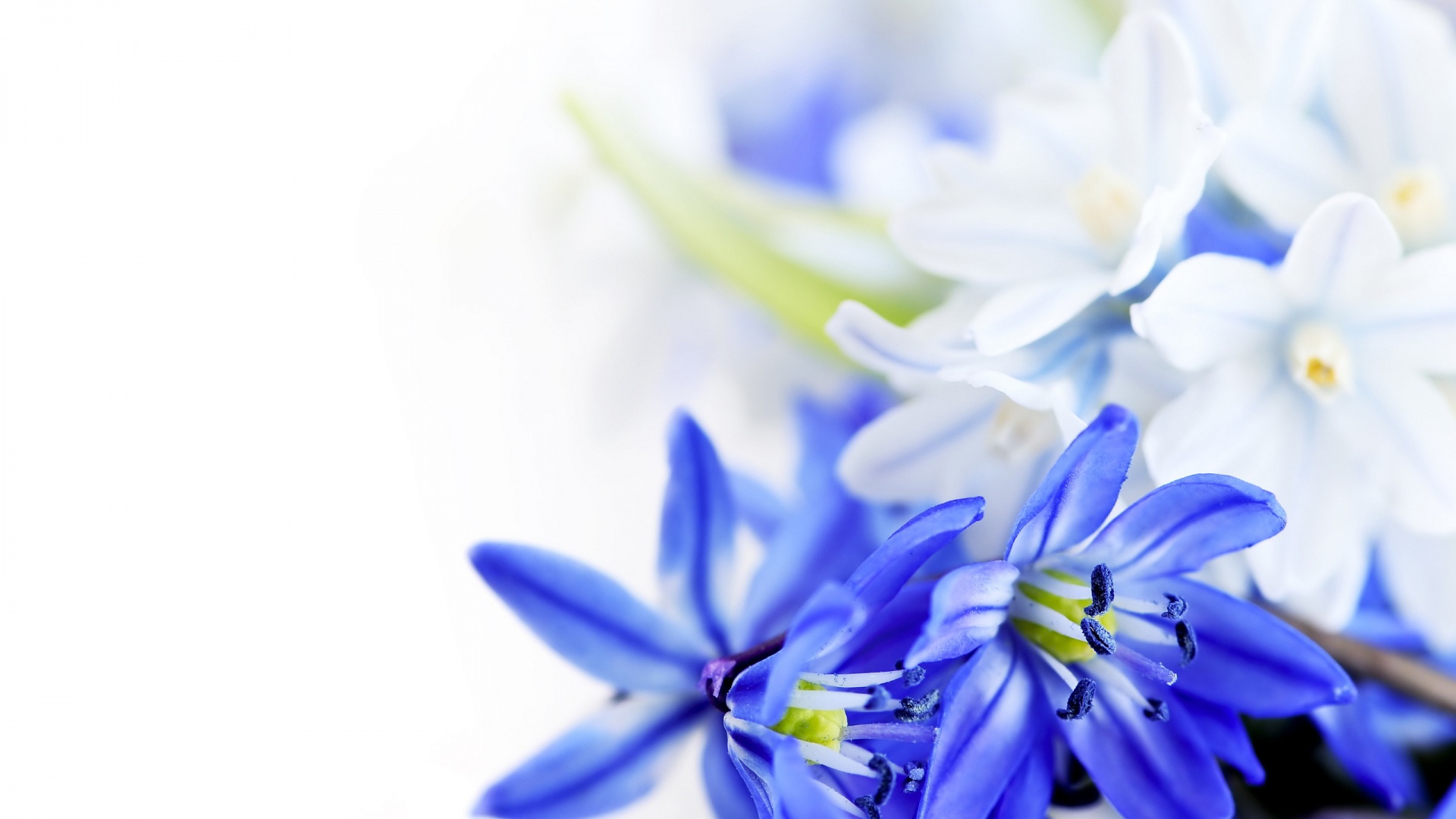 Blue Flowers Wallpaper