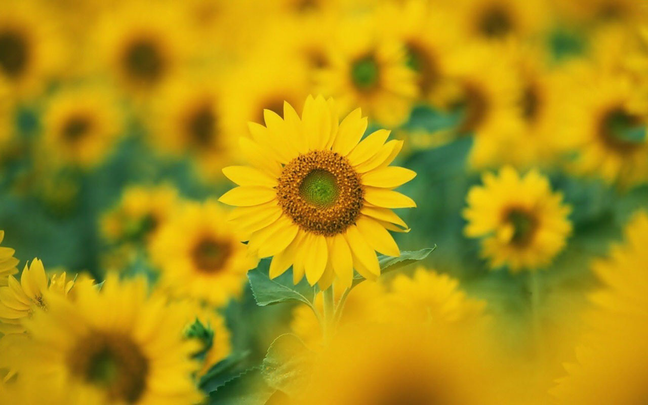 simple desktops sunflower