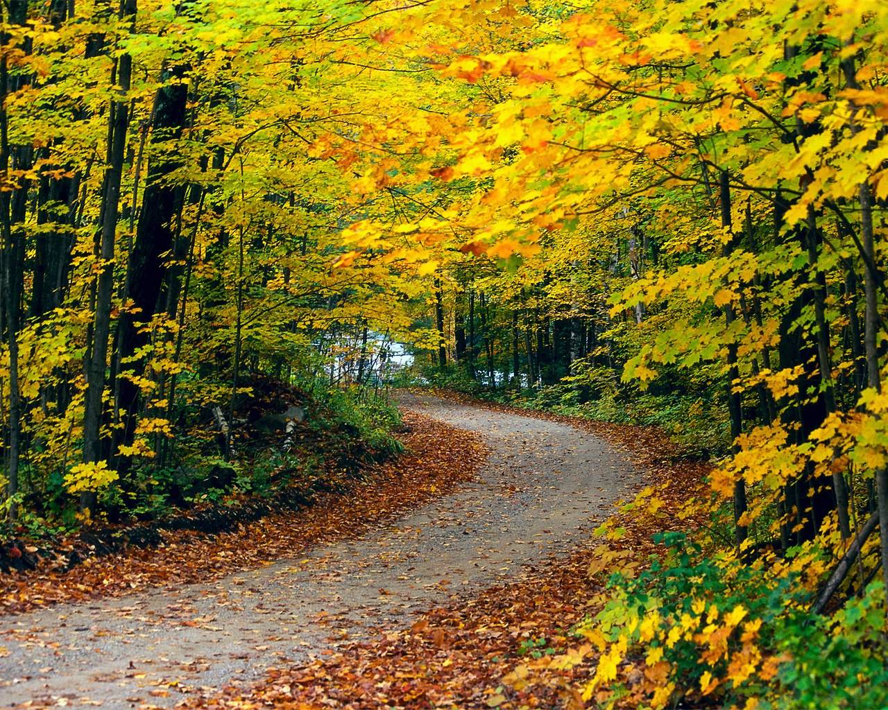 Scenery Image Woodland Autumn Wallpaper For Desktop